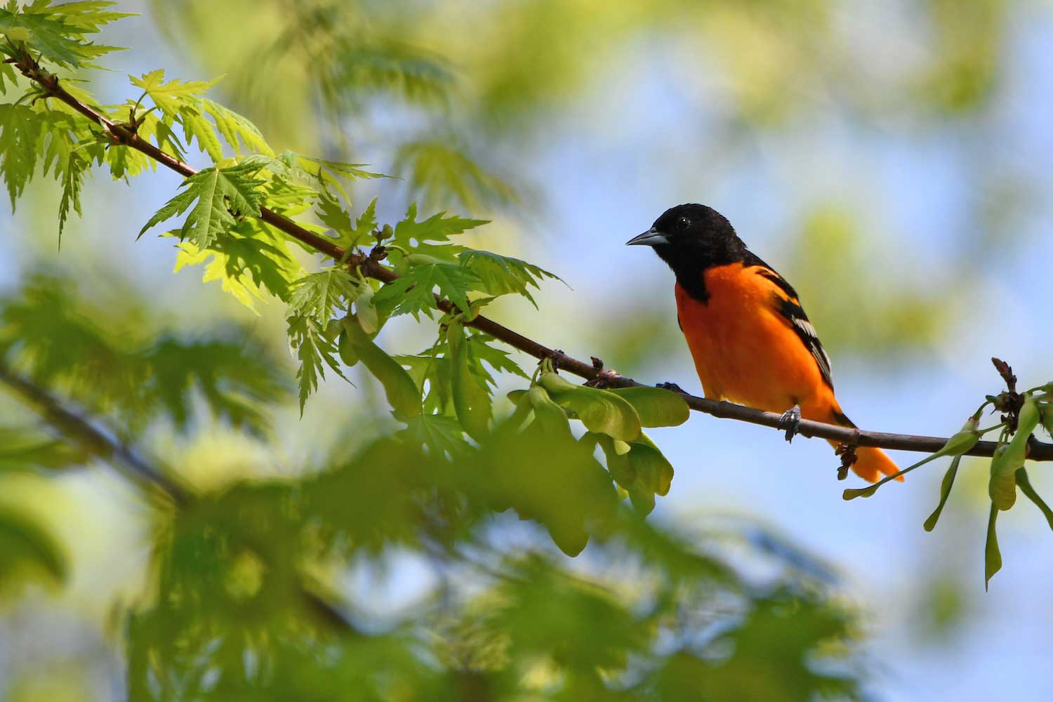 A Baltimore oriole of a tree branch.