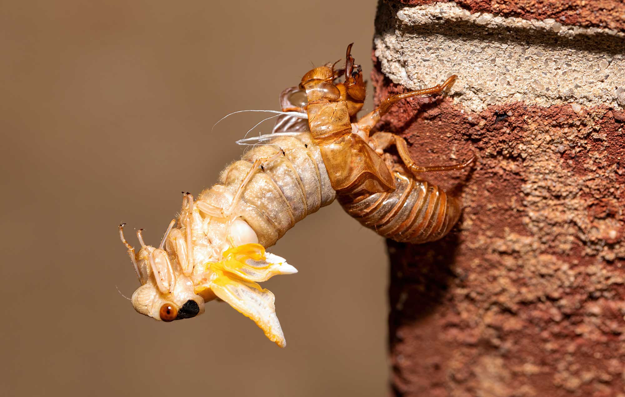 A cicada on a wall molts from its shell.