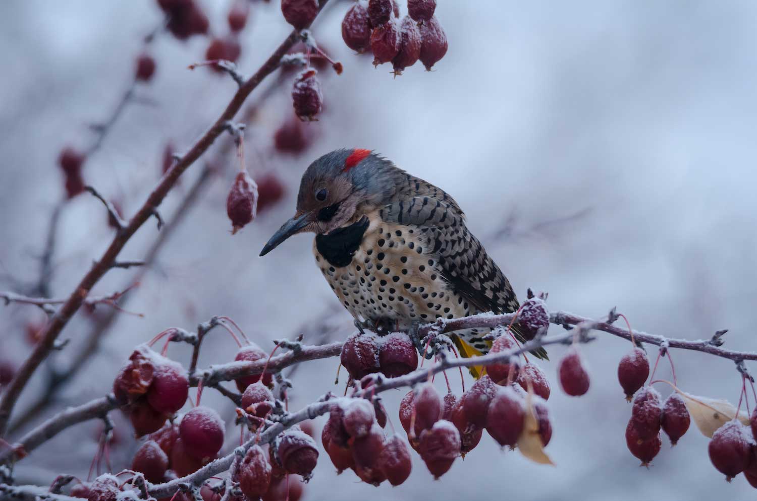 A northern flicker sitting in the branches of a crabapple tree dusted with snow.