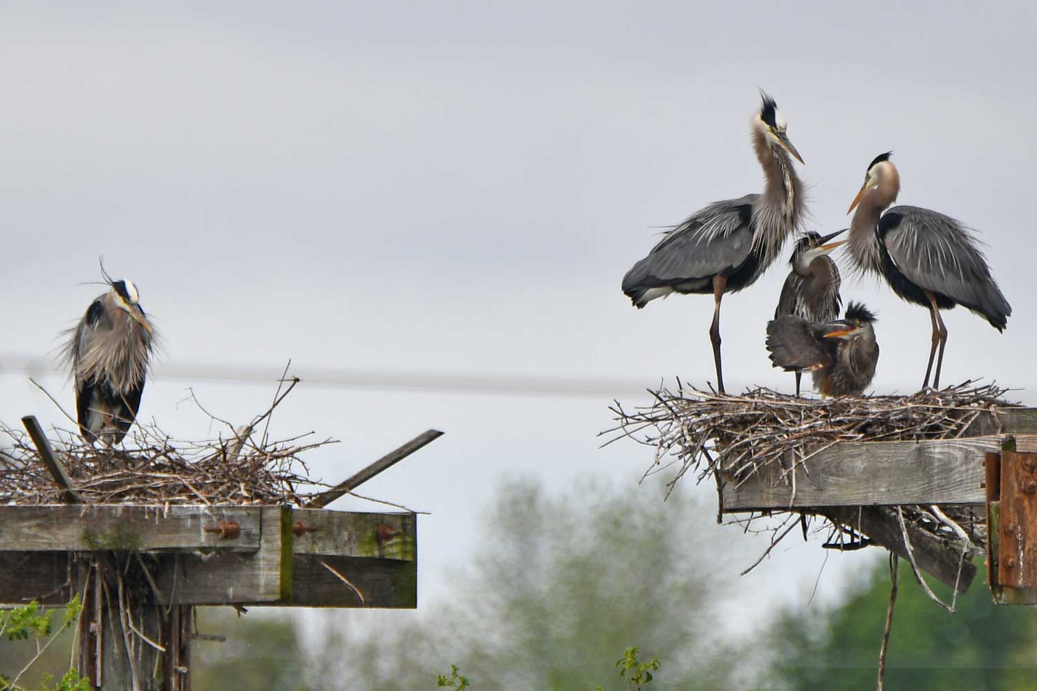 Great blue herons on nesting platforms.