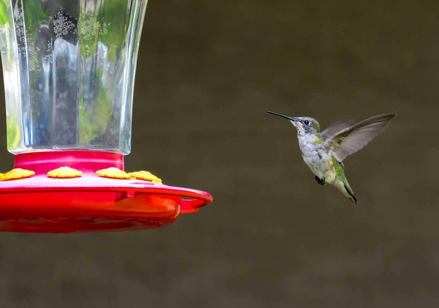 A ruby-throated hummingbird approaching a hummingbird feeder.