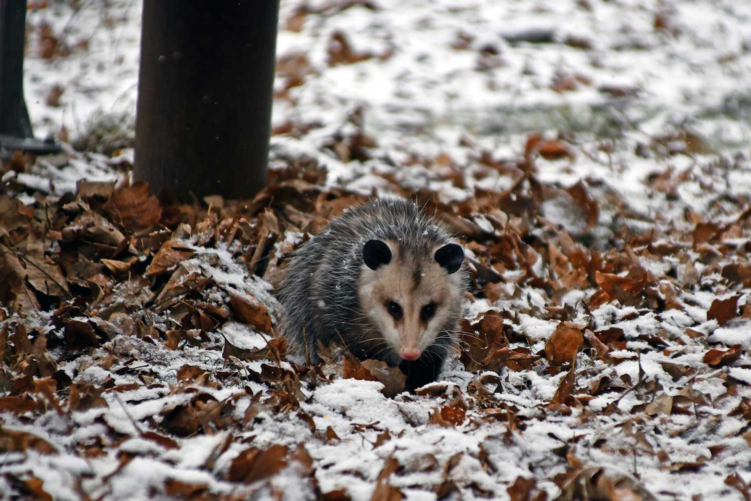 Opossum walking through leaves and snow.