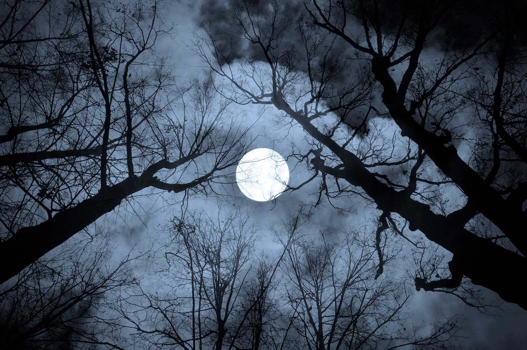 A full moon is seen through a bare tree canopy.