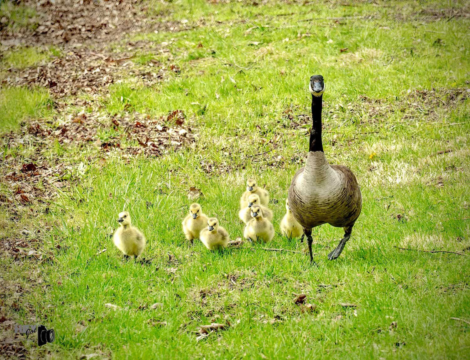 A Canado goose walking in the grass with seven goslings.