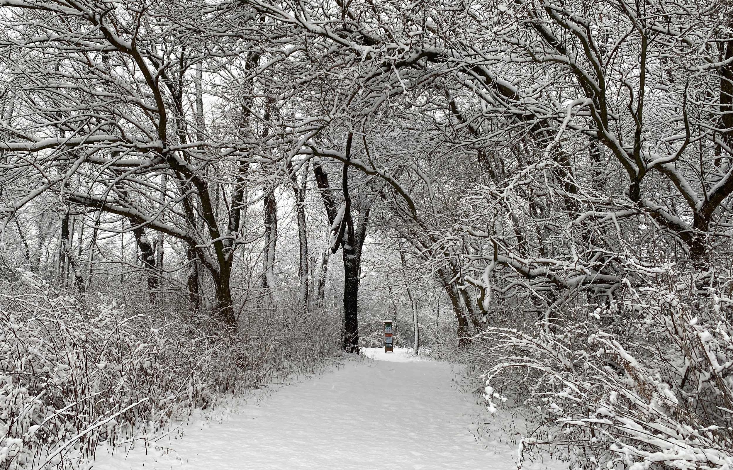 A snow-covered trail with a covered tree canopy and snow-covered branches.