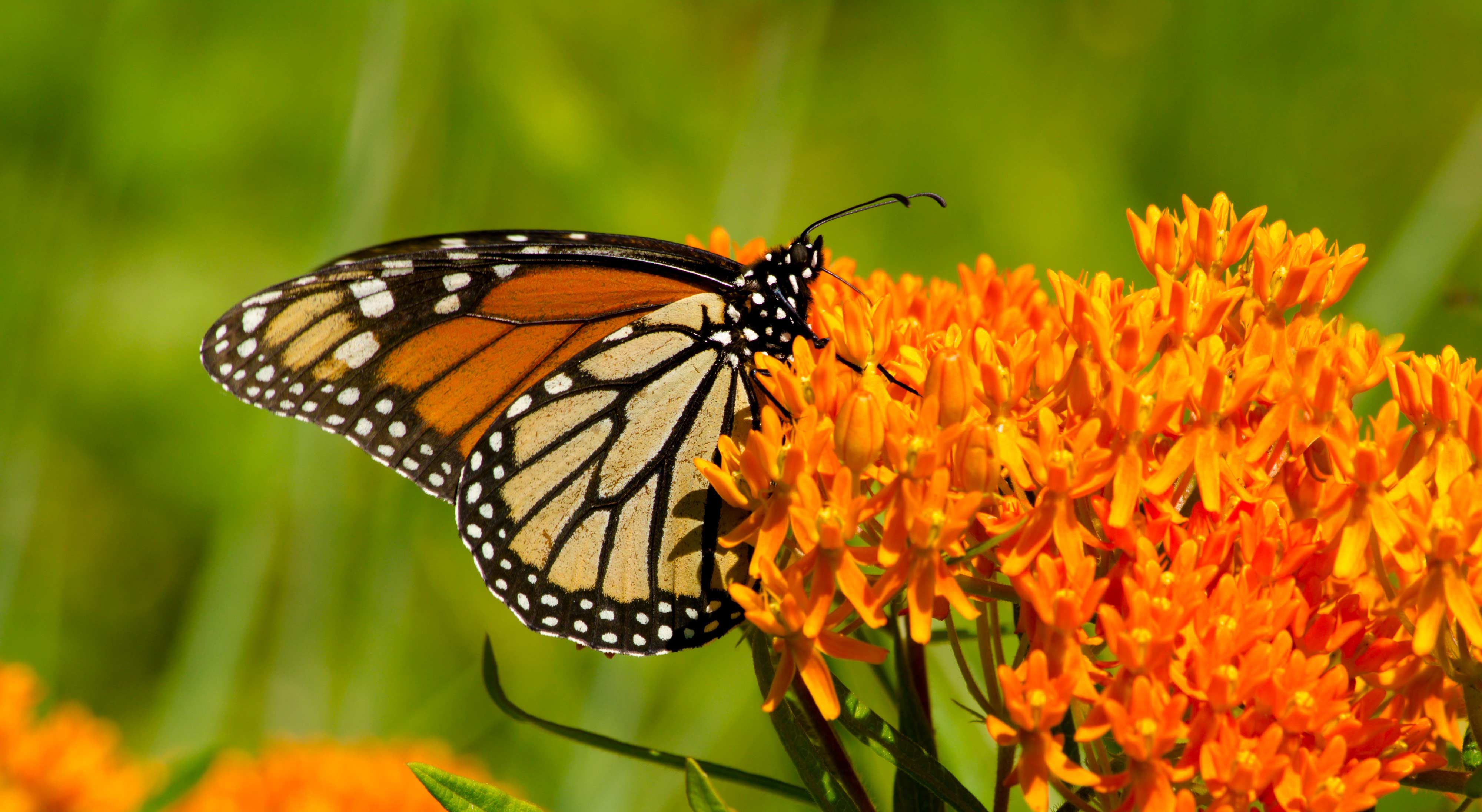 A monarch butterfly on butterfly weed.