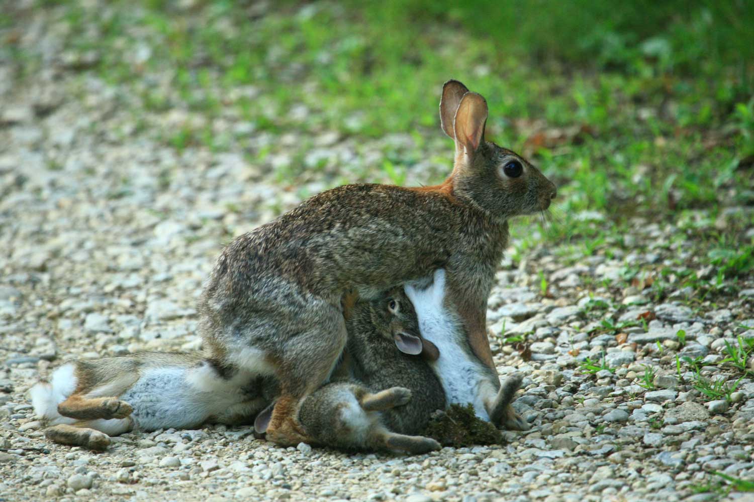 A cottontail rabbit on a gravel surface with several babies nursing.