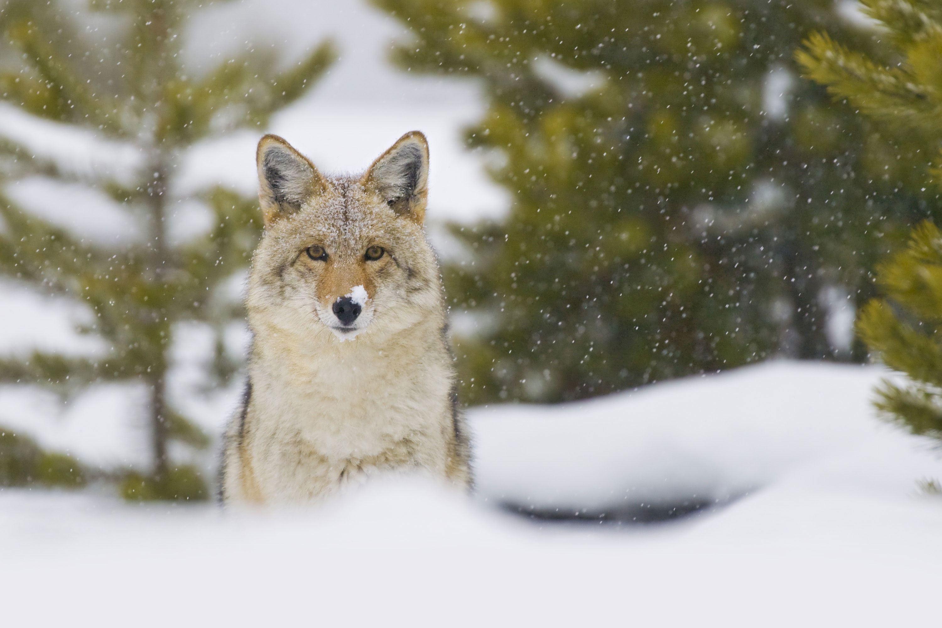 Photo for: Coyote Sightings May be More Common in Winter
