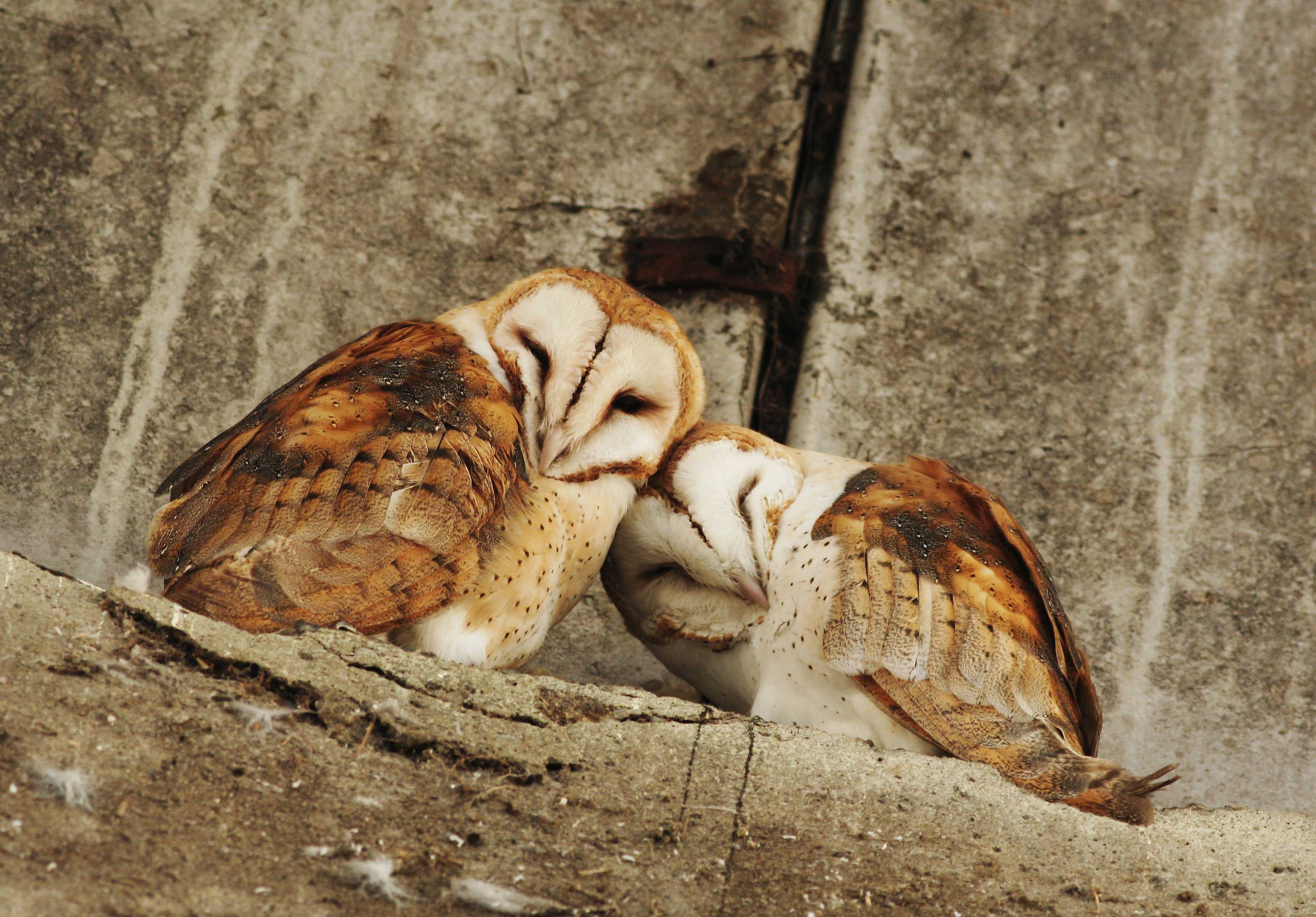 Two barn owls showing affection for each other.