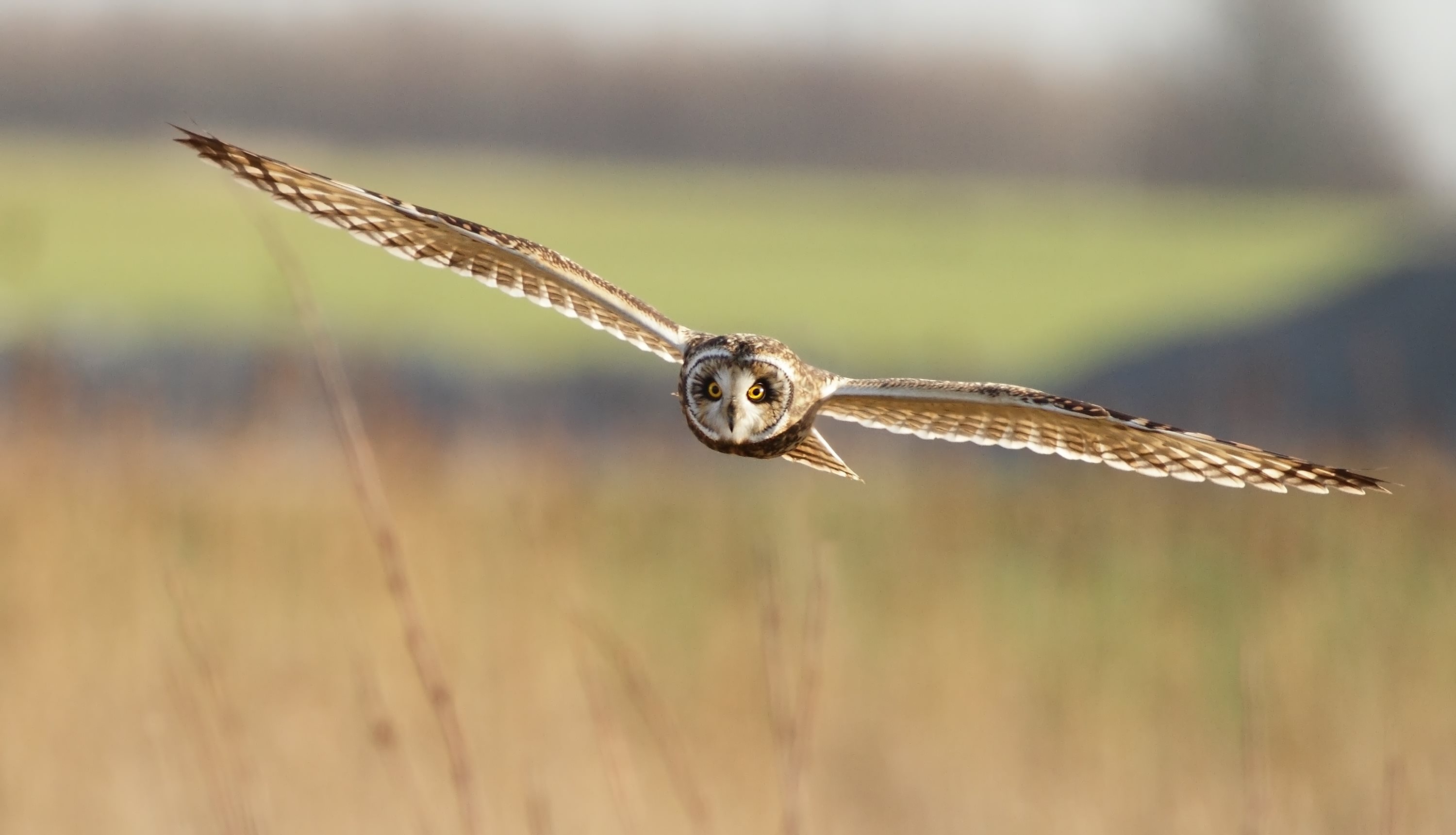 A short-eared owl in flight.