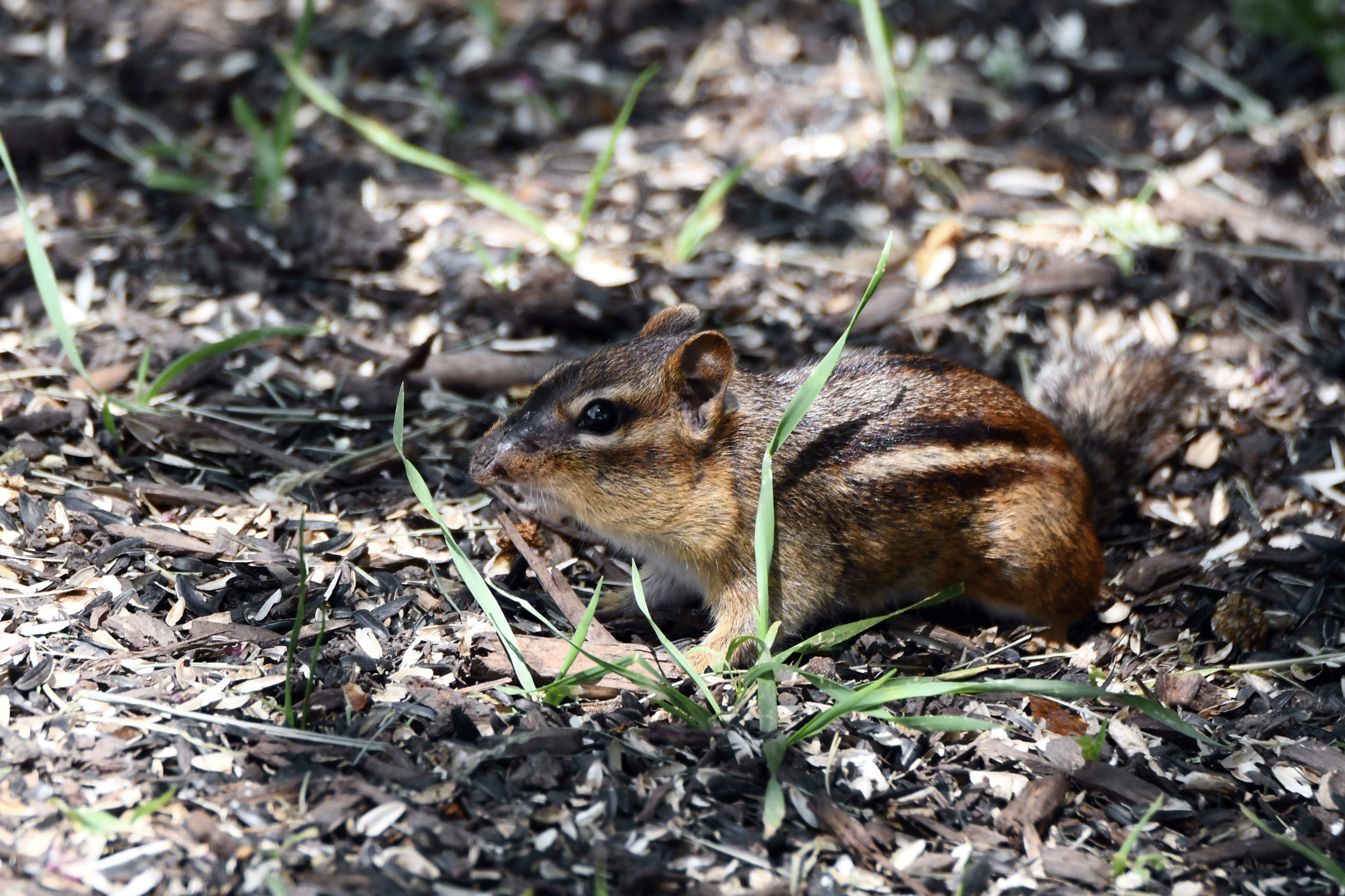 An eastern chipmunk.