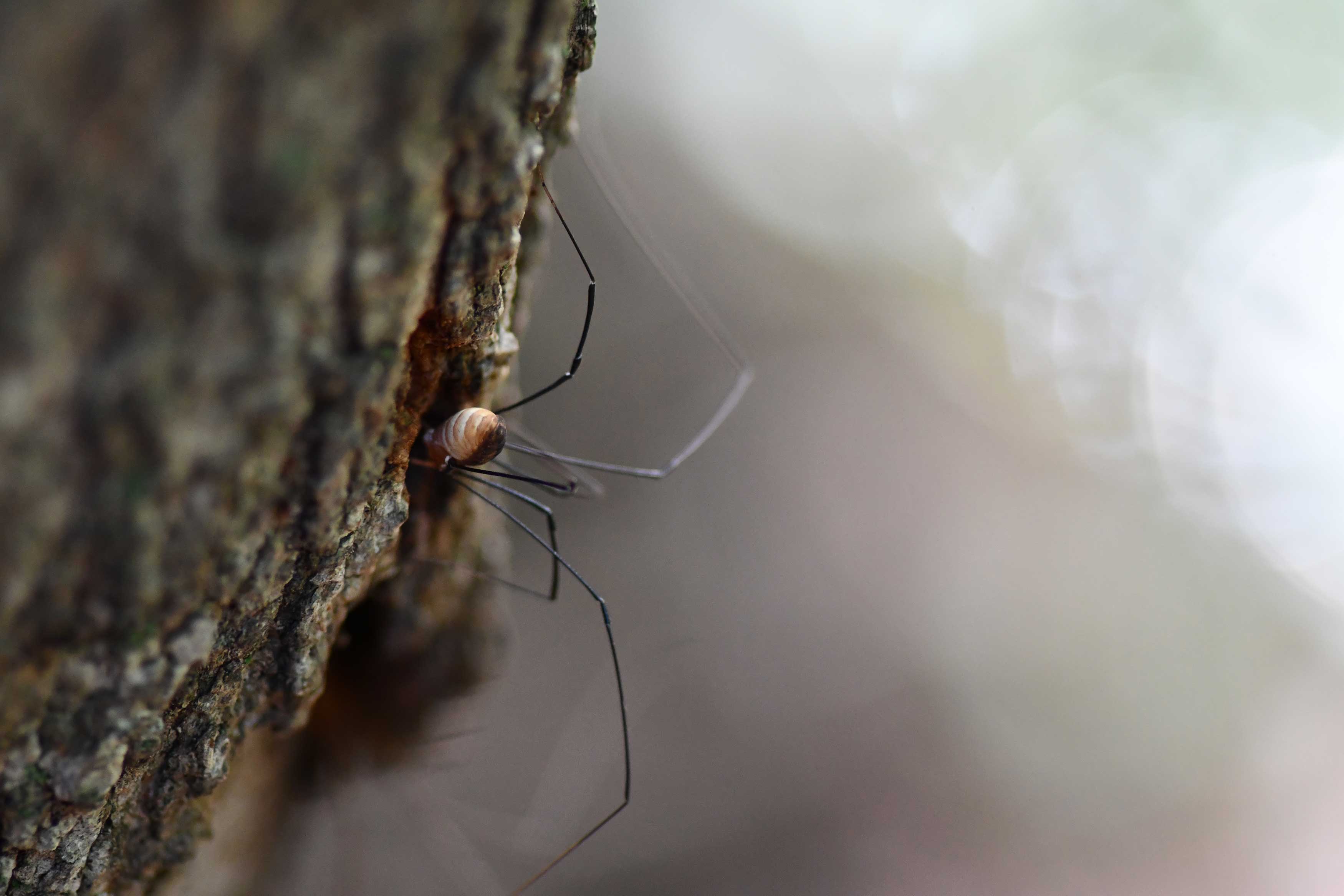 A harvestman and its long legs walk on a tree trunk.