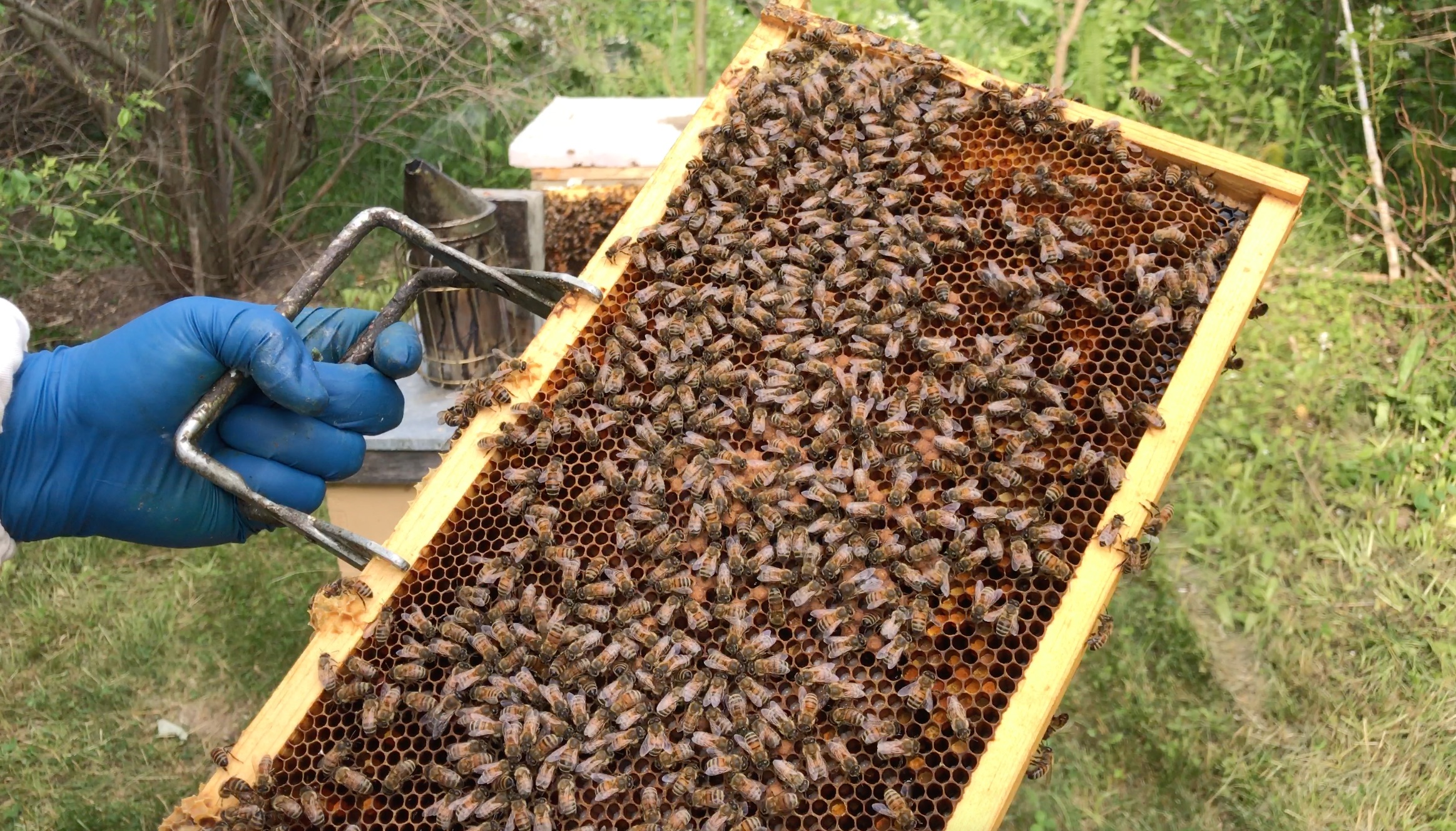 A group of bees.
