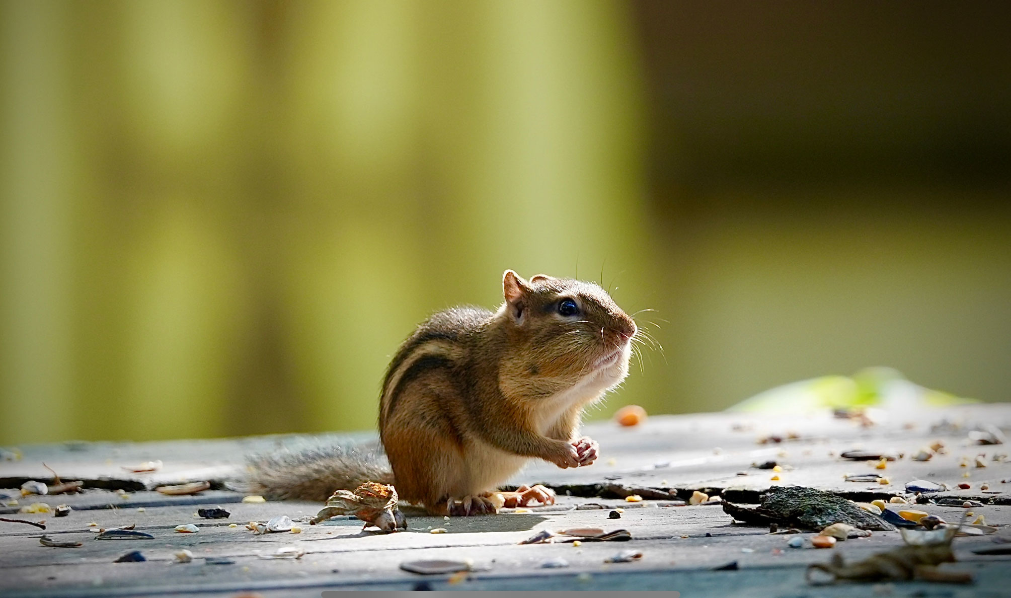 Photo for: Charming Chipmunk Chosen for October Photo Contest Win