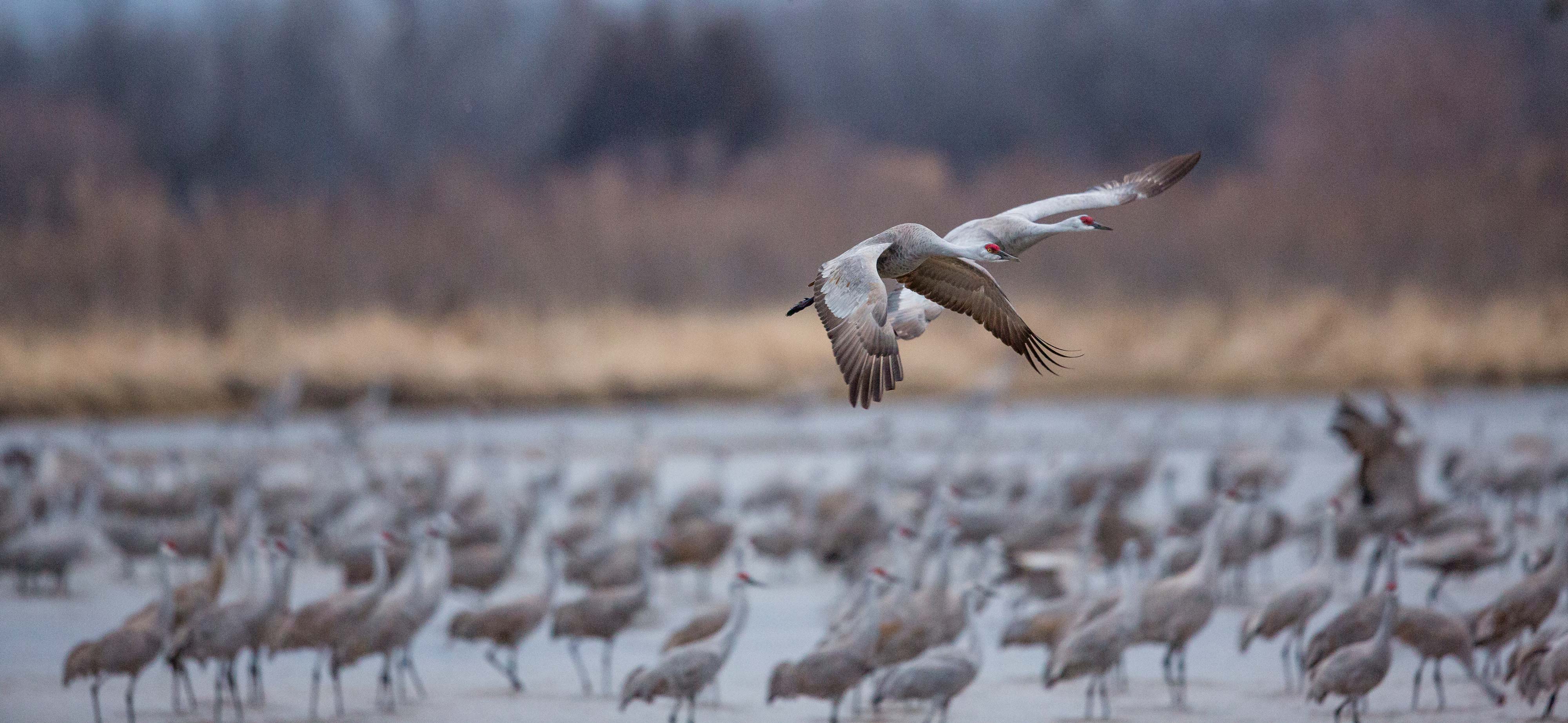 A sandhill crane comes in for a landing