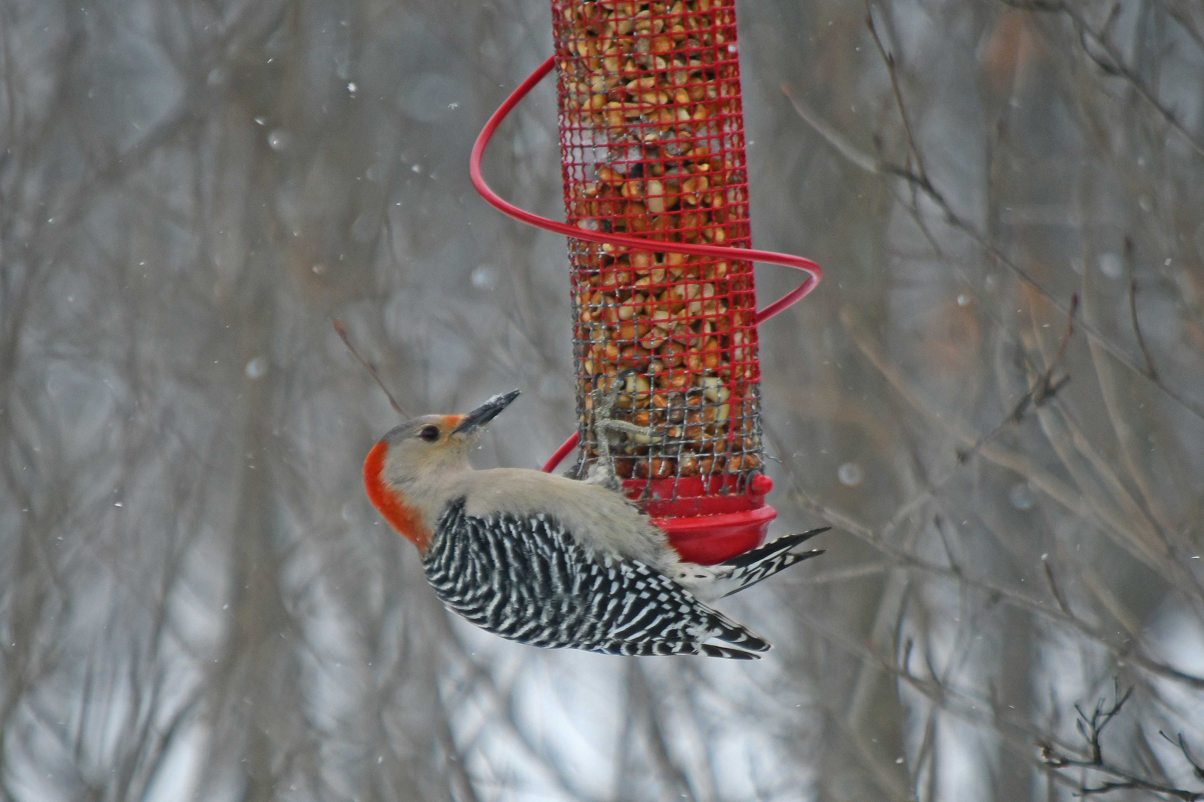 A red-bellied woodpecker at a feeder.