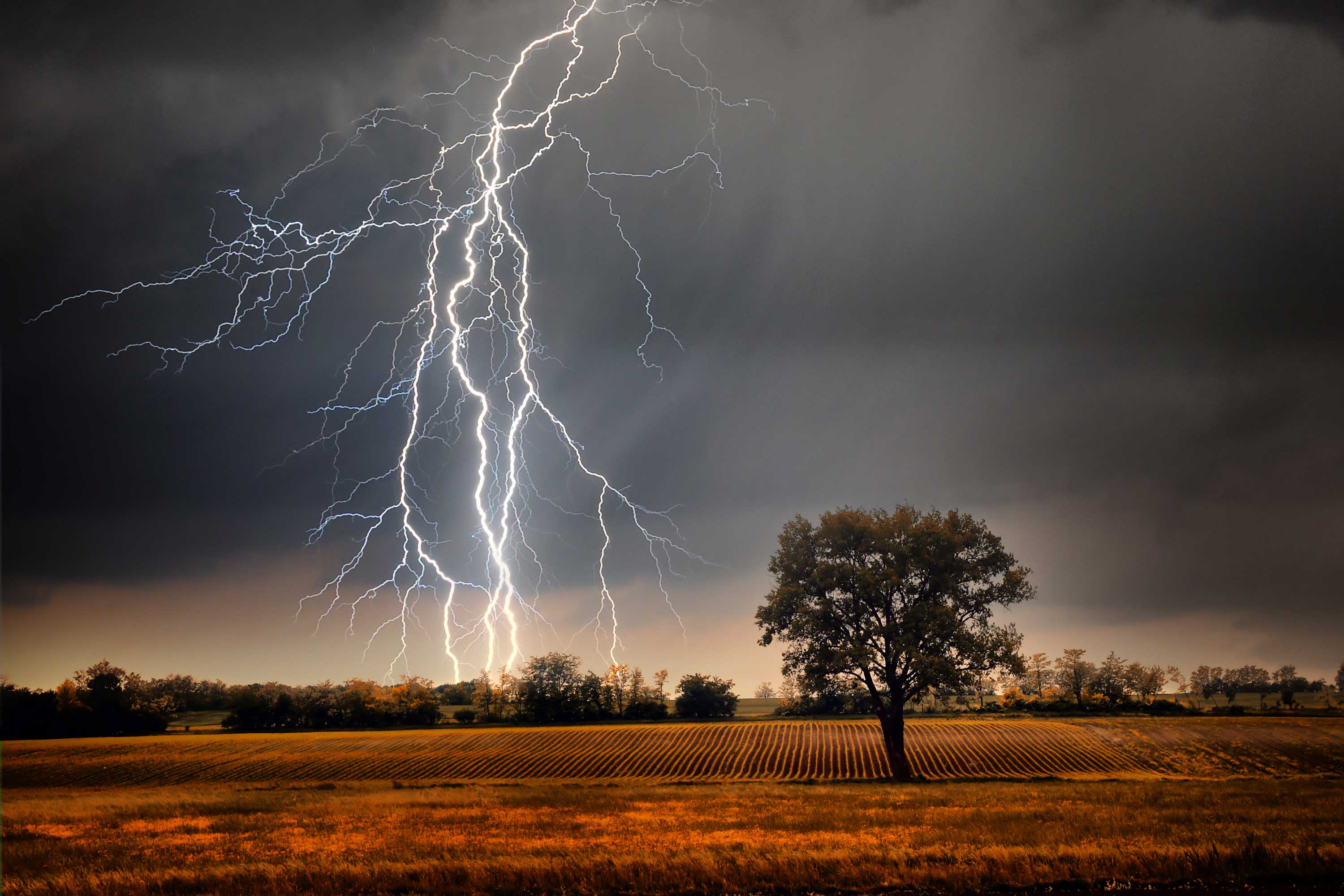 Lightning strikes in an open field with rows of crops.