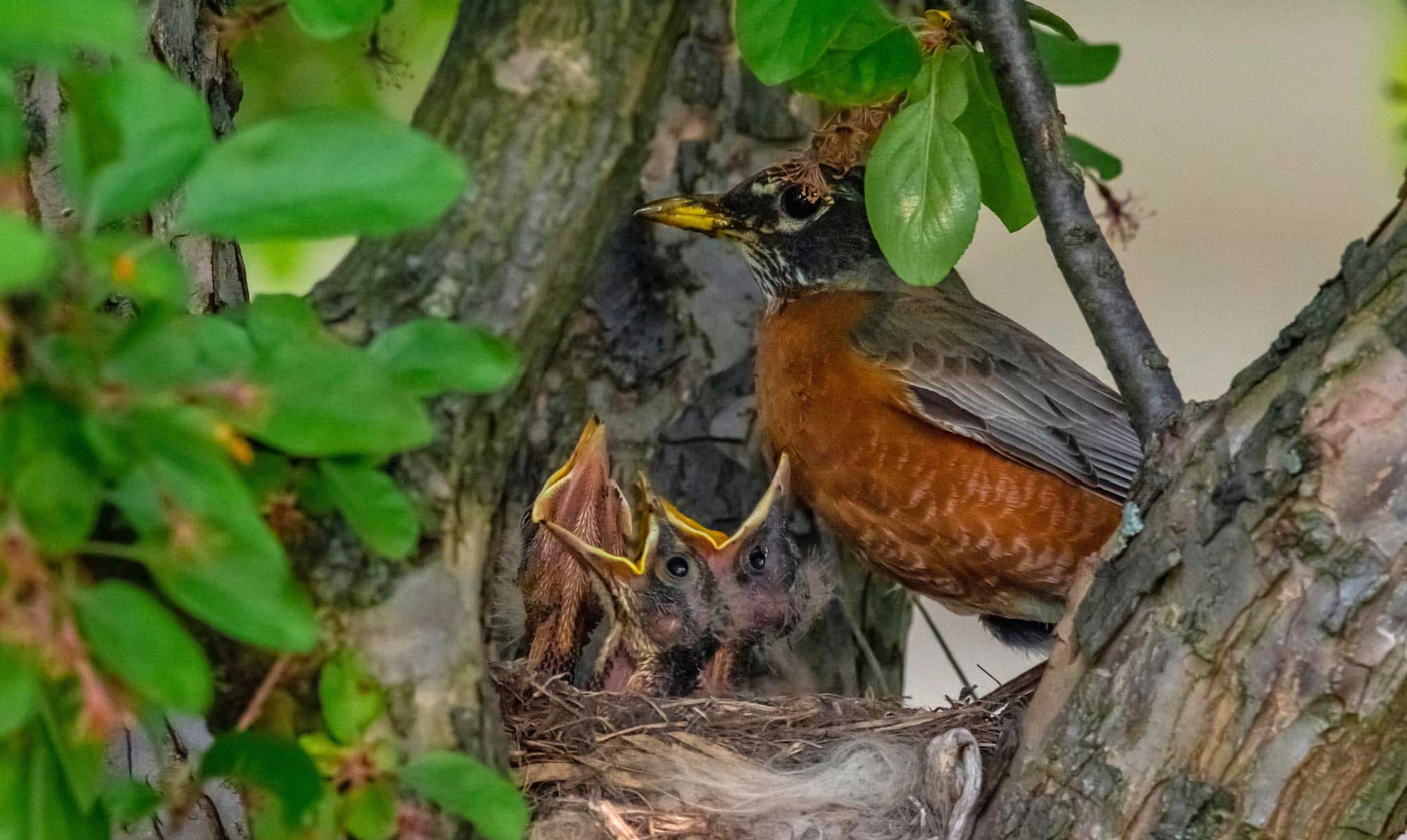 Baby robins sit in a nest while it's mother watches over.