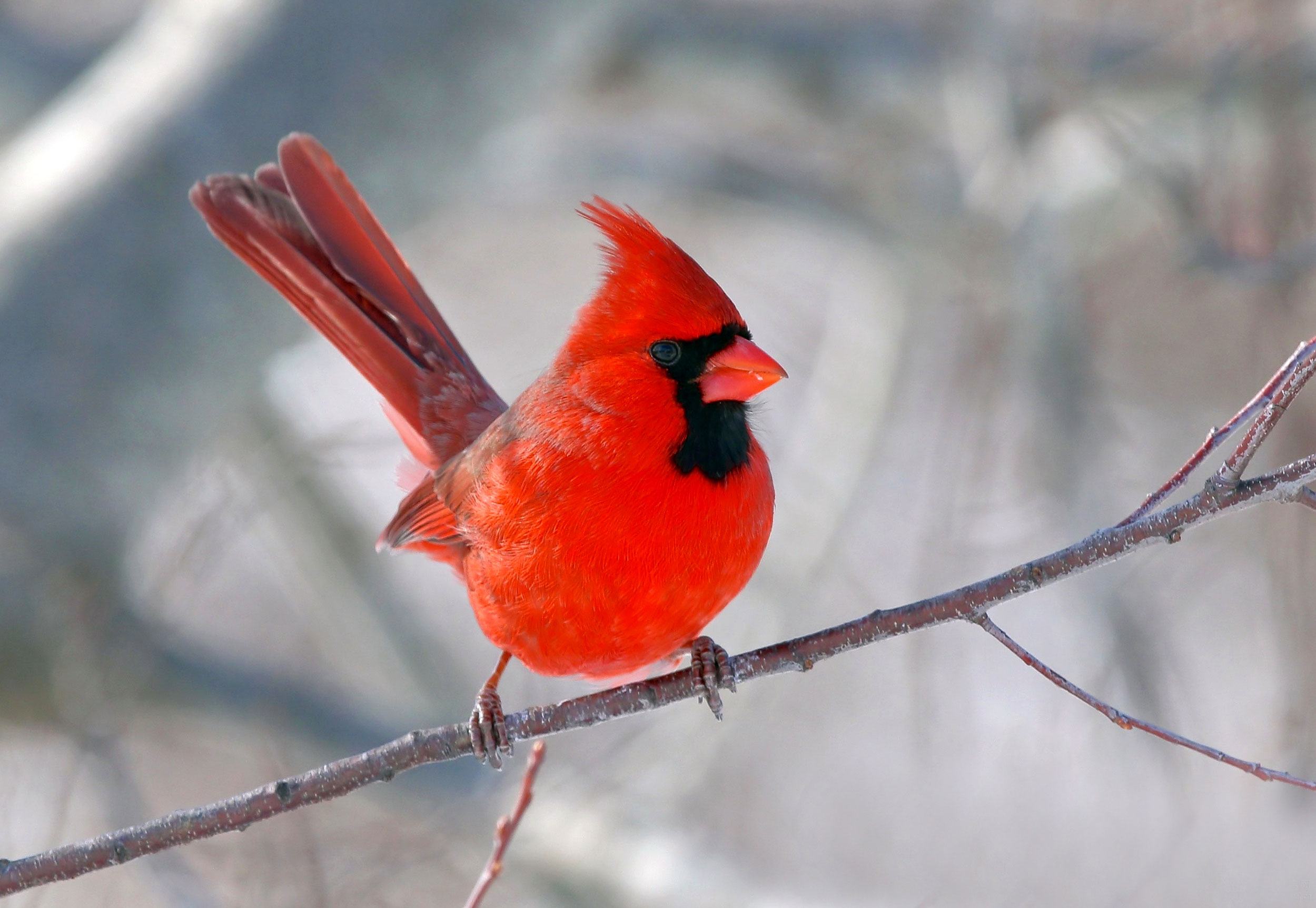 Photo for: Northern Cardinal Emerges as 2021 Tournament of Birds Champ
