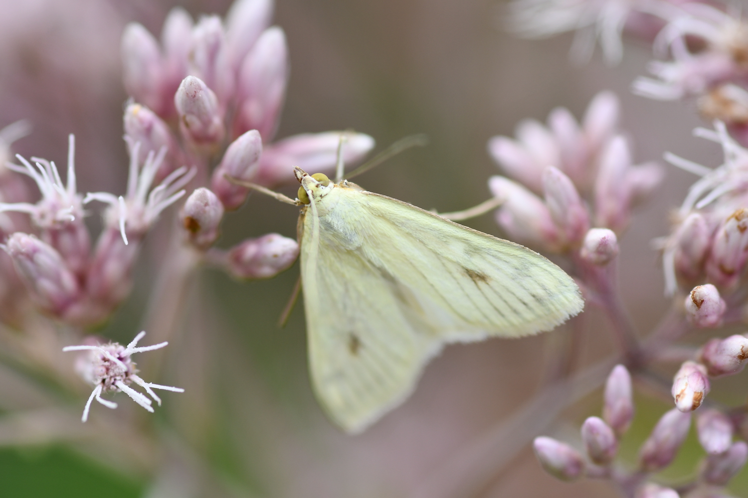 A carrot seed moth on a pink flower.