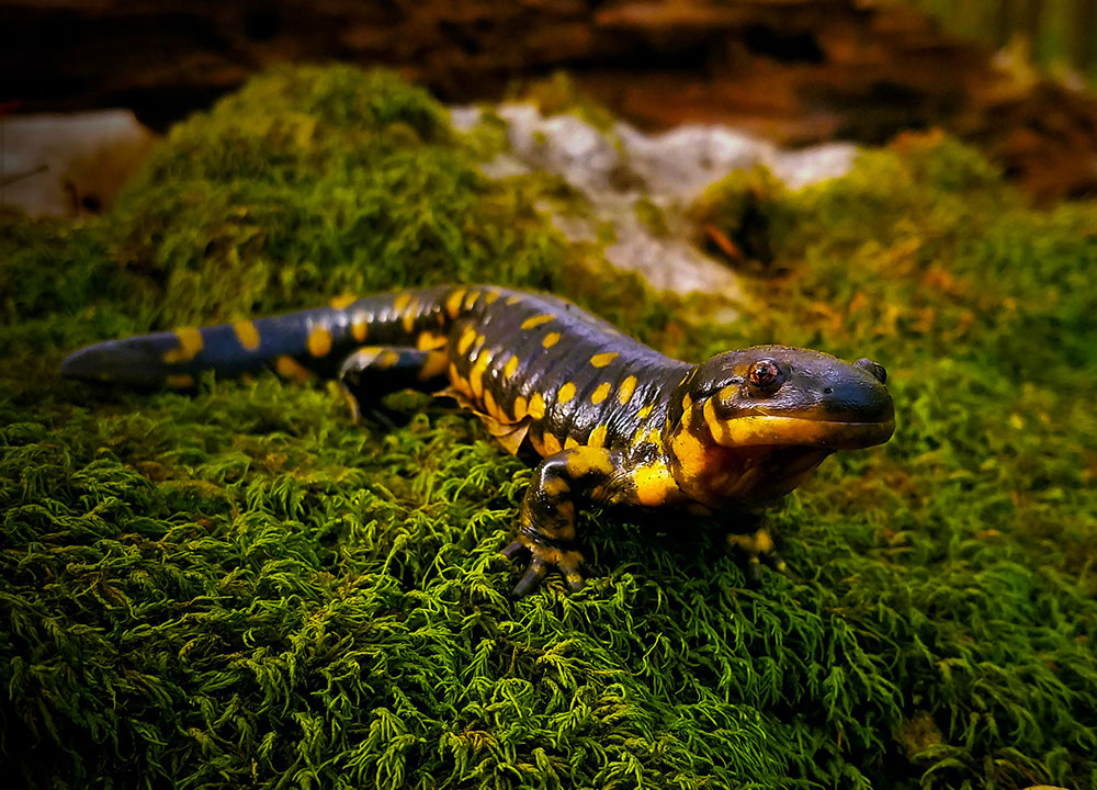 An eastern tiger salamander on a rock.
