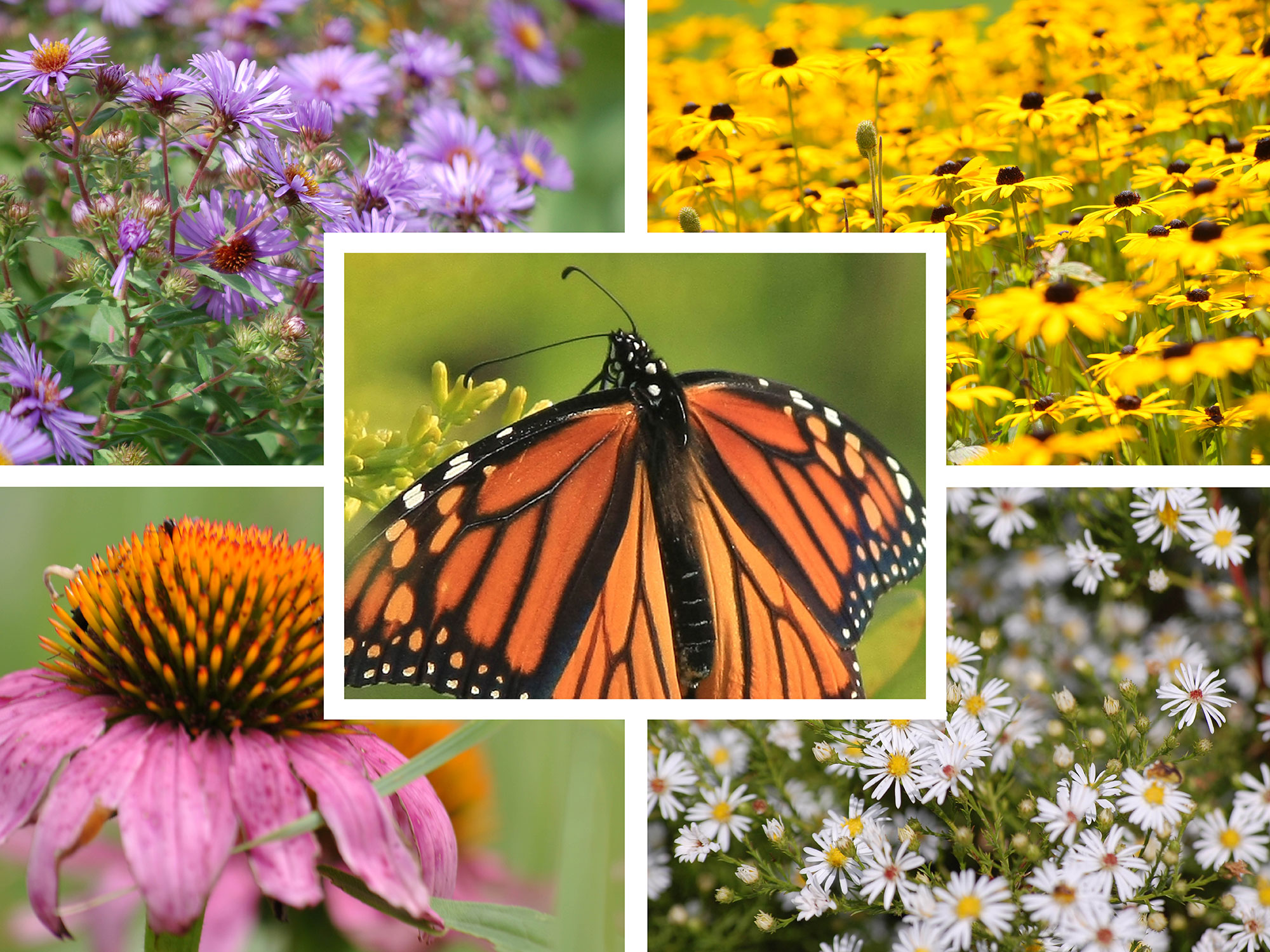A monarch butterfly and wildflowers.