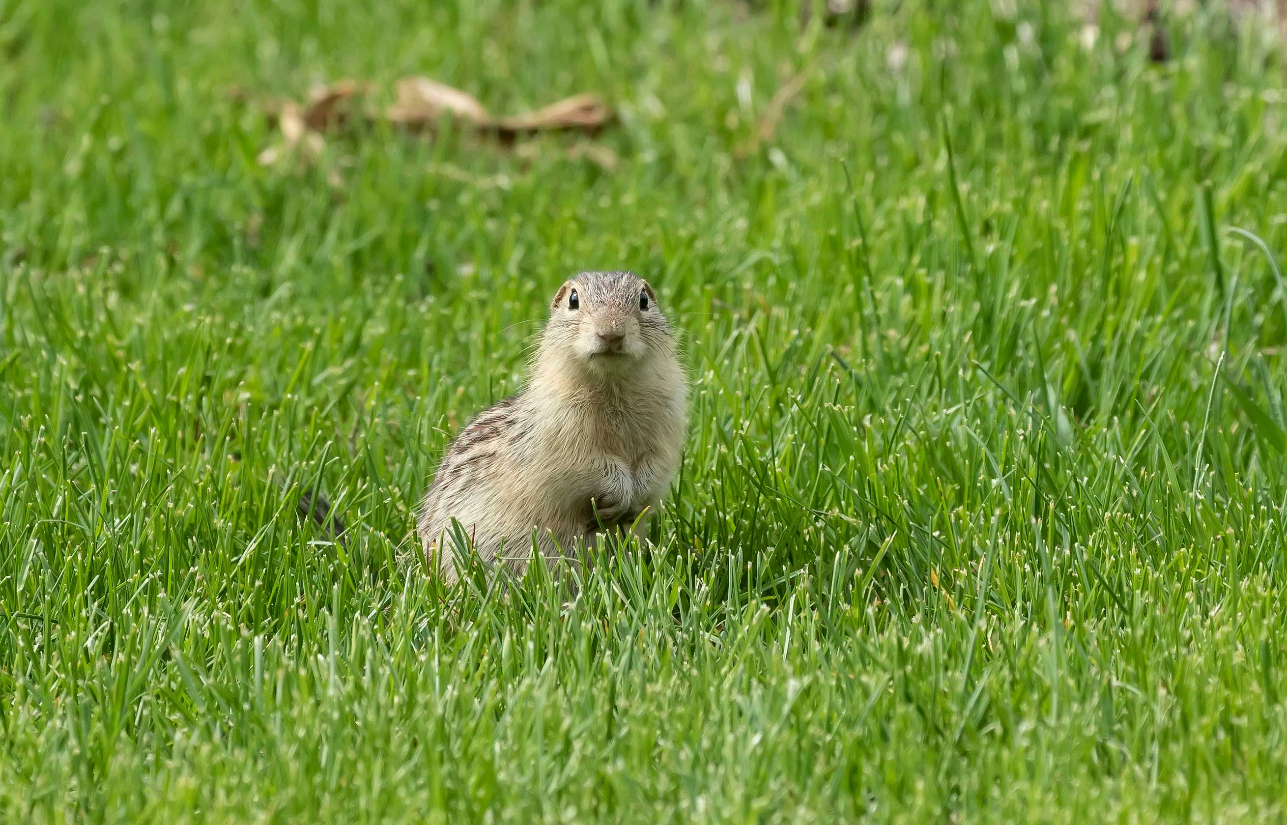 A ground squirrel in the grass.