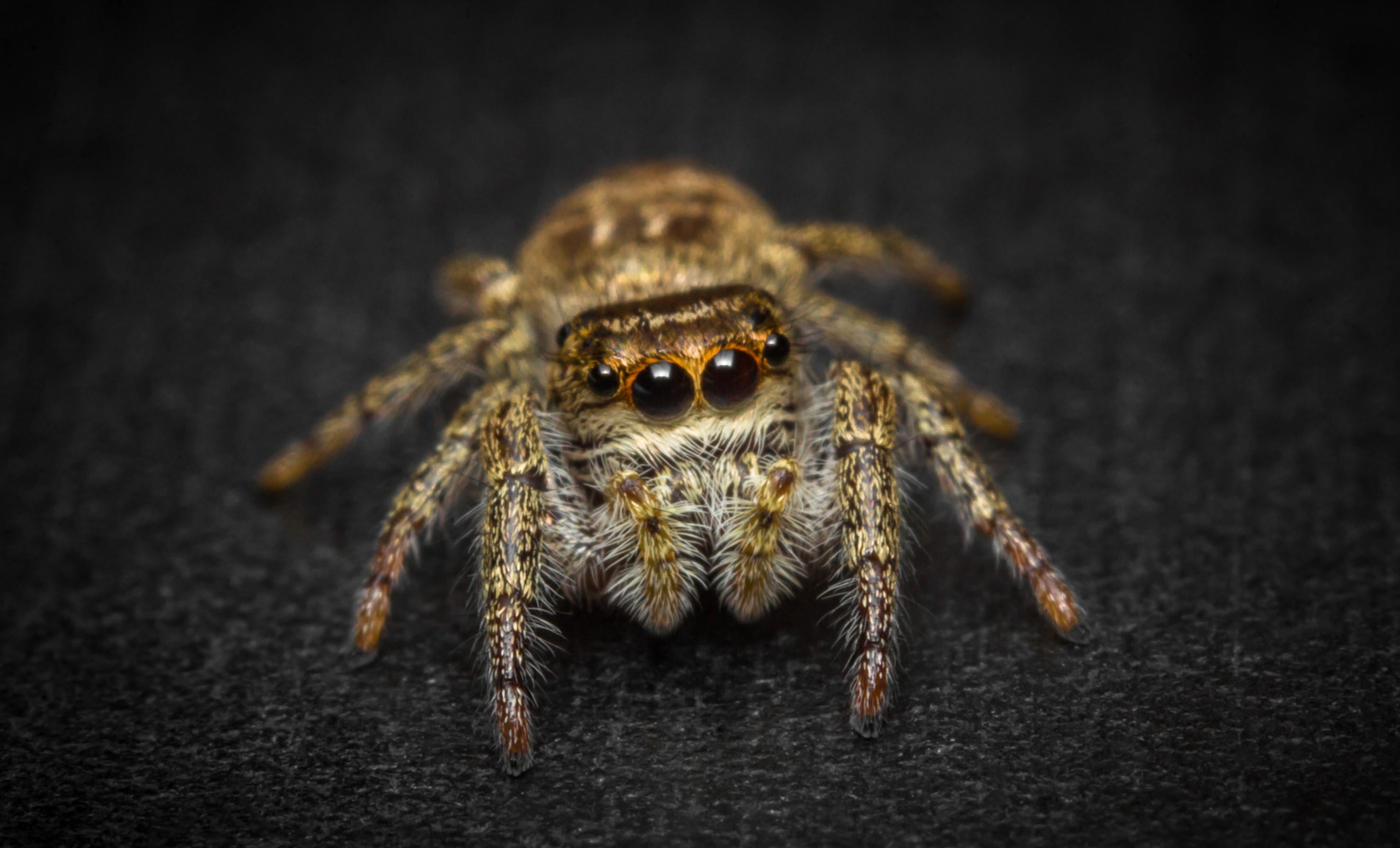 Close-up of a spider against a black background.