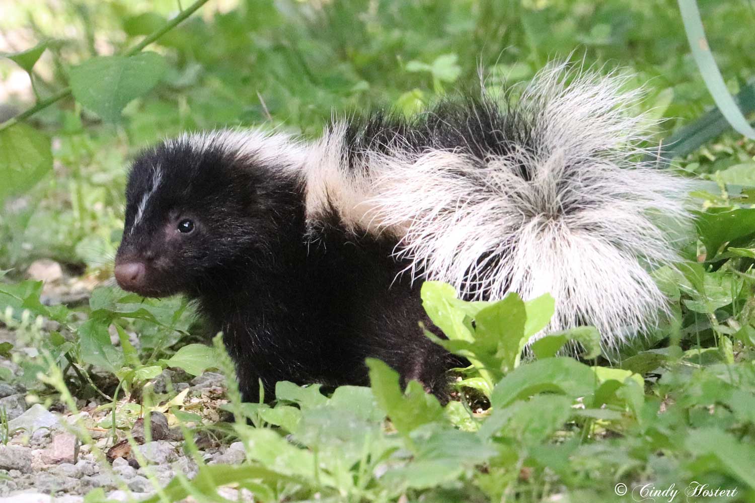 A skunk standing on a ground covered with rocks, grass and other vegetation.