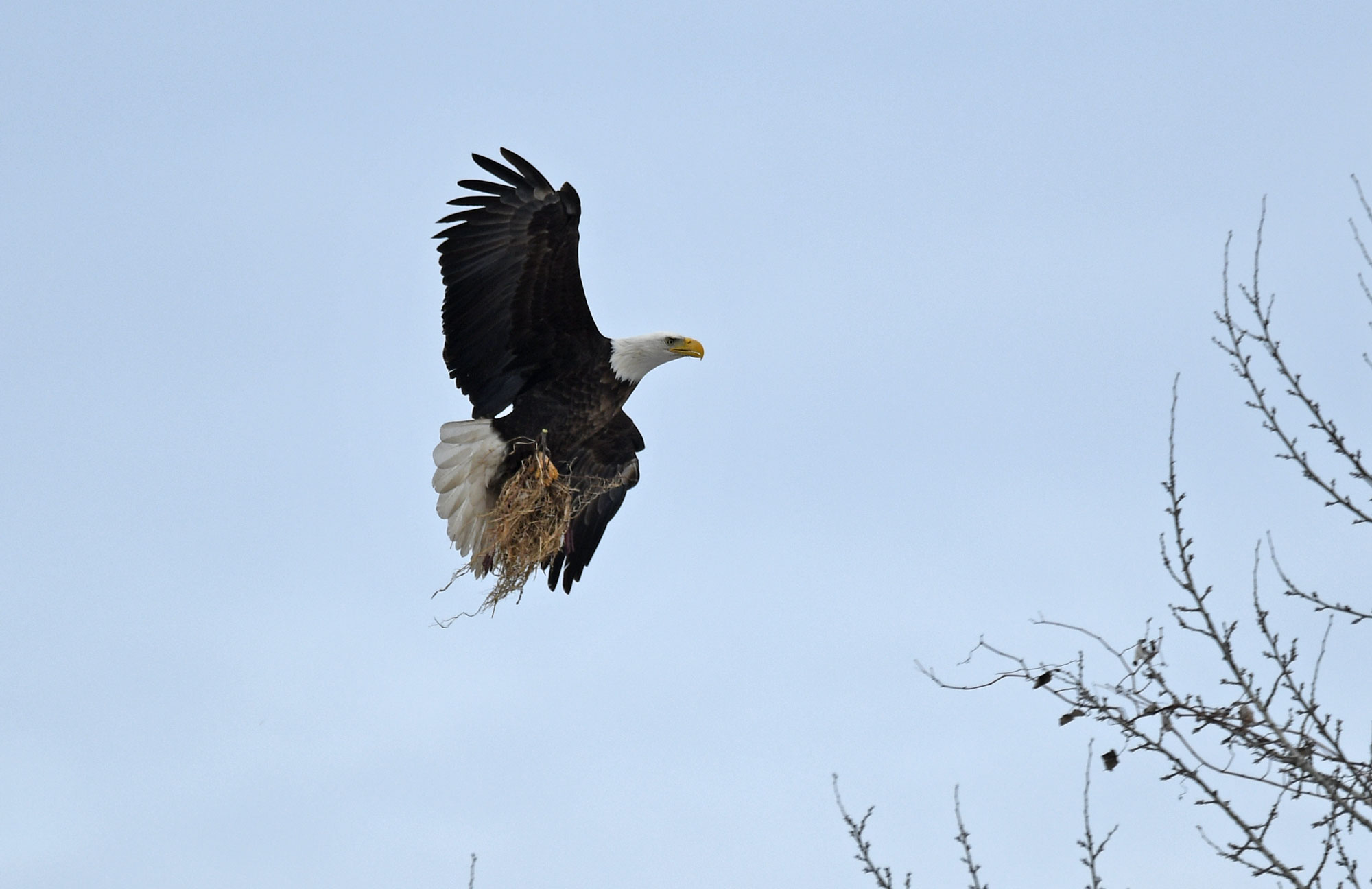 Bald eagle soaring with nesting material