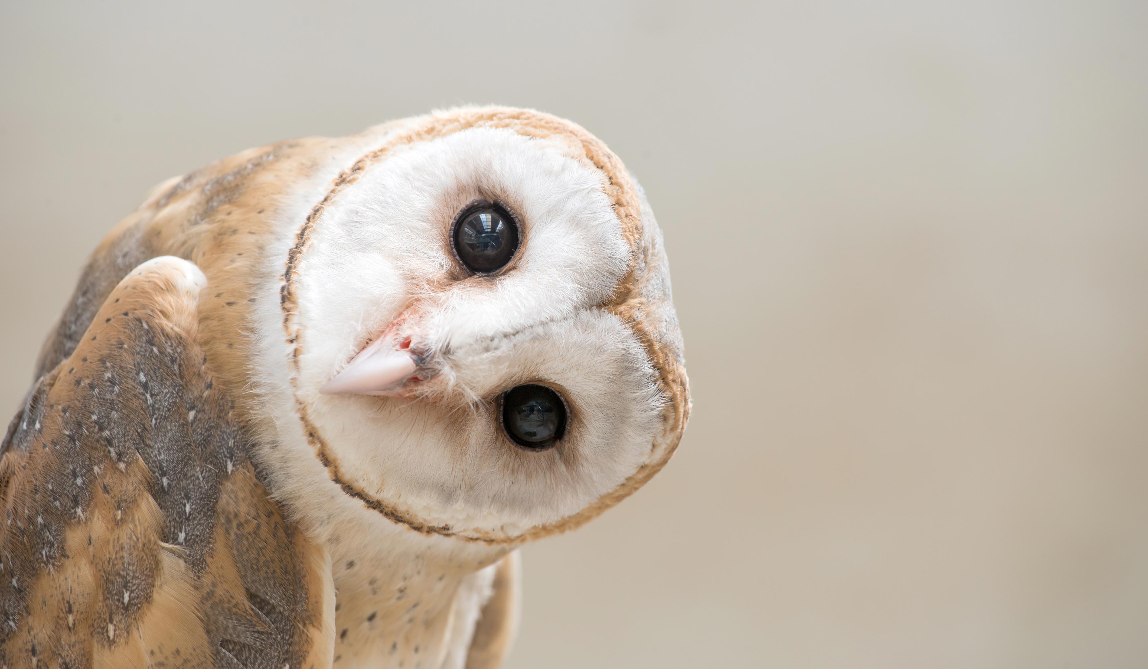A barn owl looking at the camera with its neck turned.