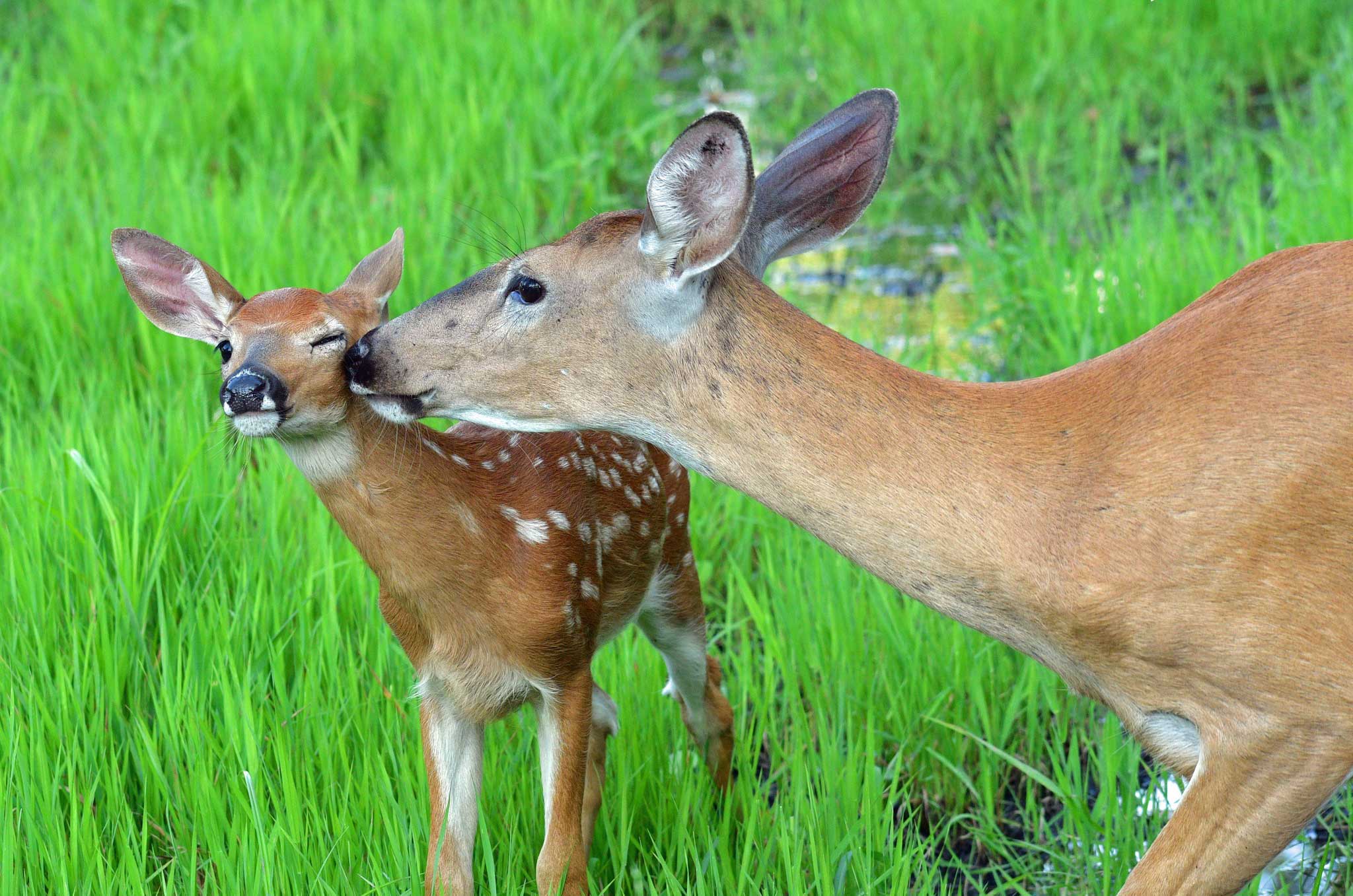 A fawn gets licked by its mother in a field of grass.