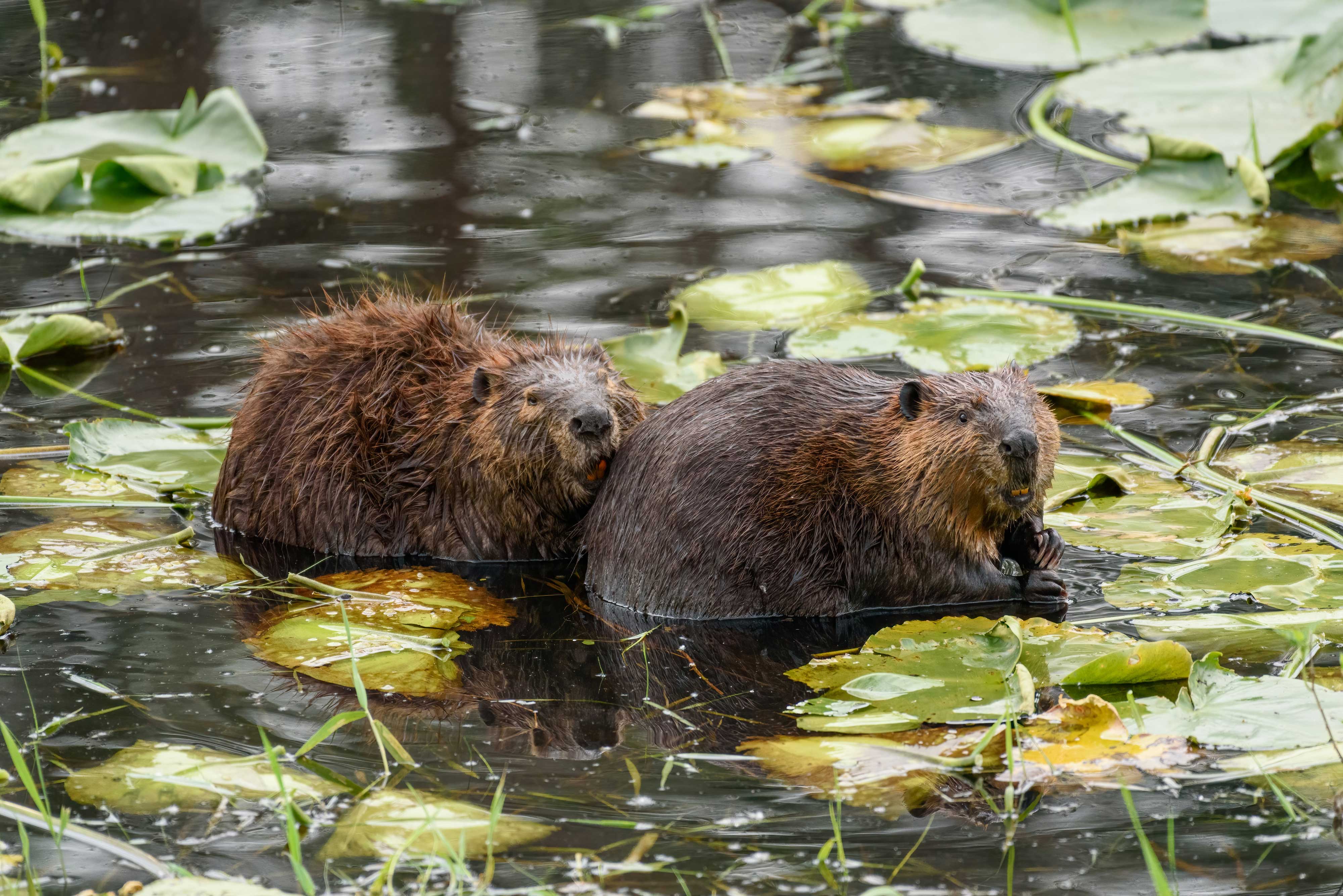 Two beavers huddling together in the water.