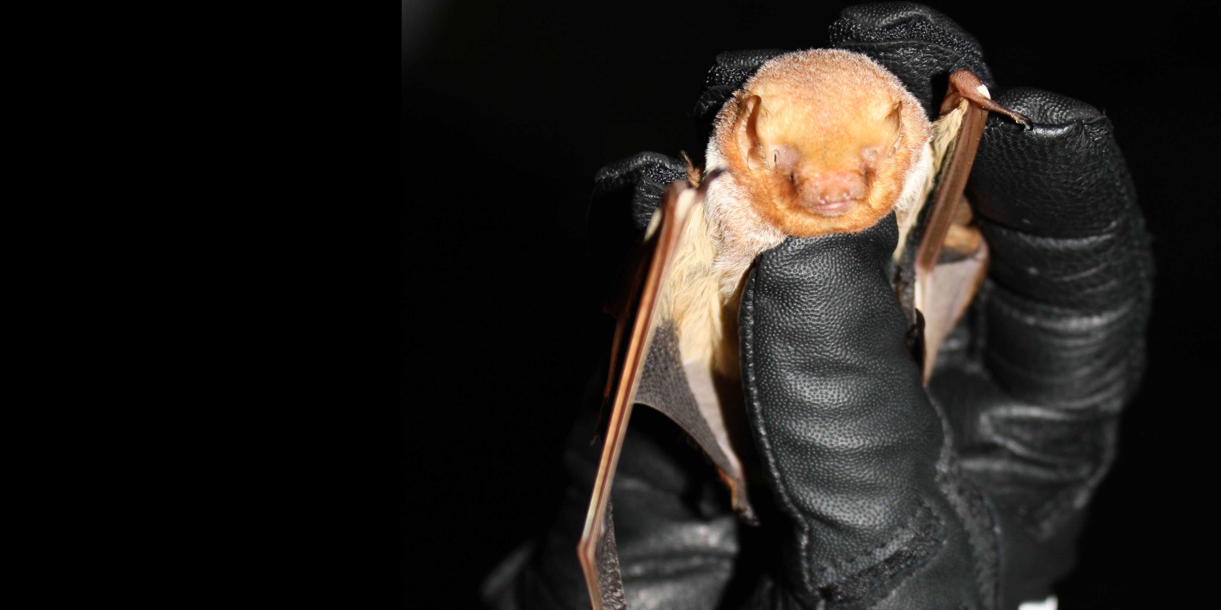 Close-up of an eastern red bat.