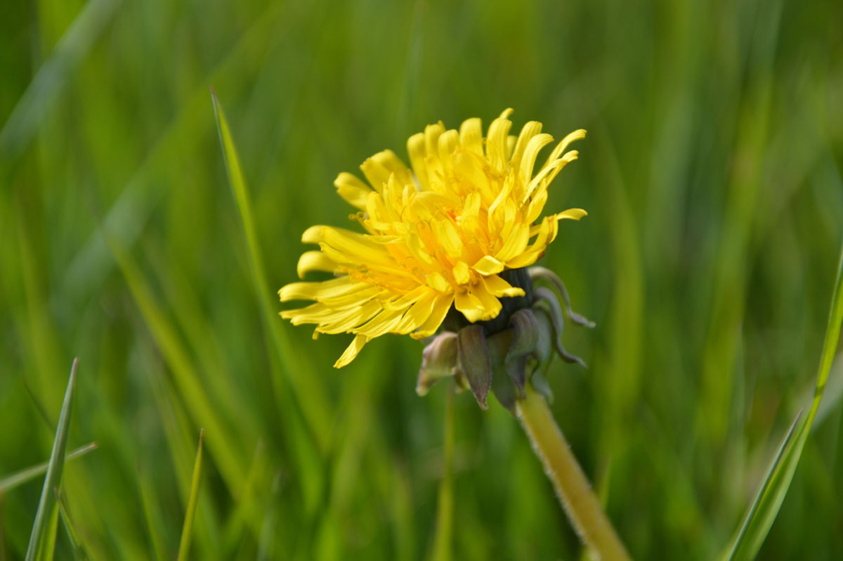 A closeup of a dandelion in the grass