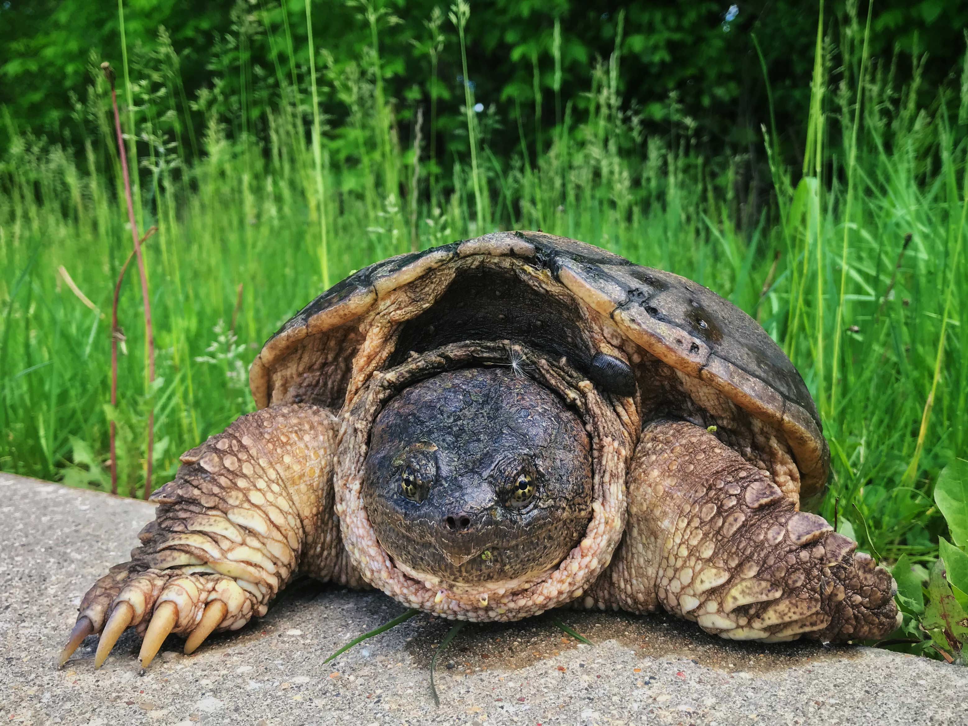 A common snapping turtle on a trail.