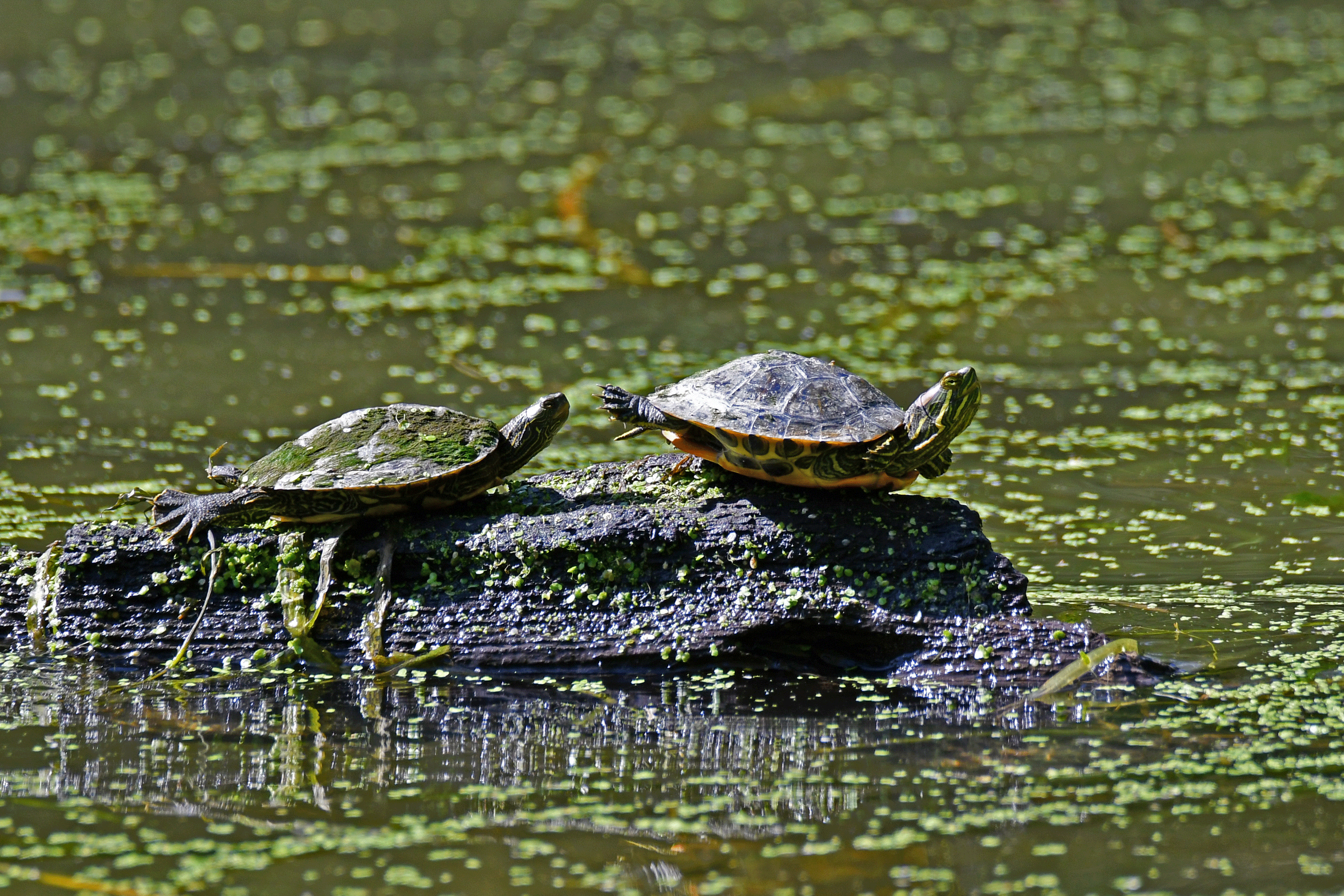Two turtles sunbathing on a rock in the water.