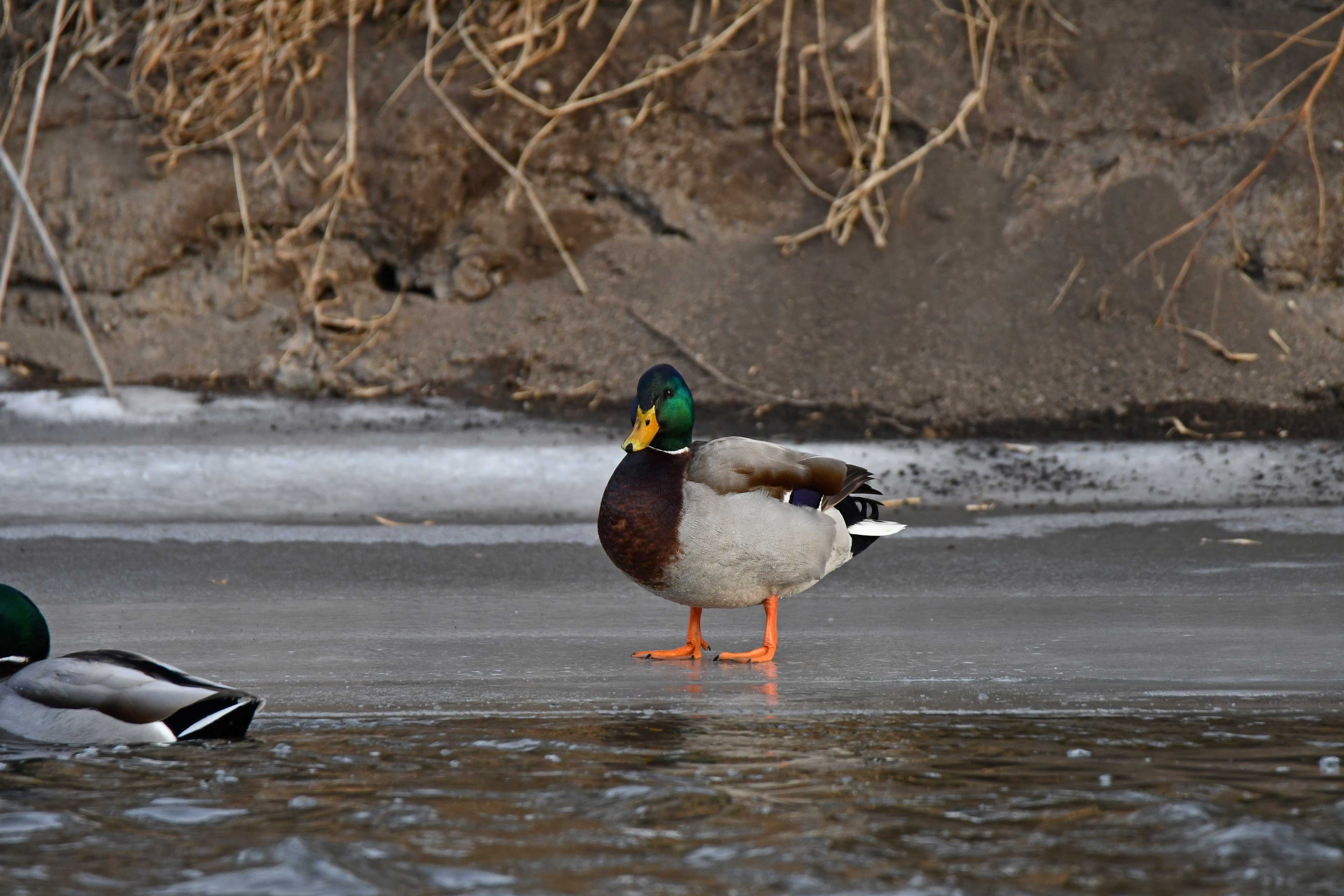 A mallard duck on ice.