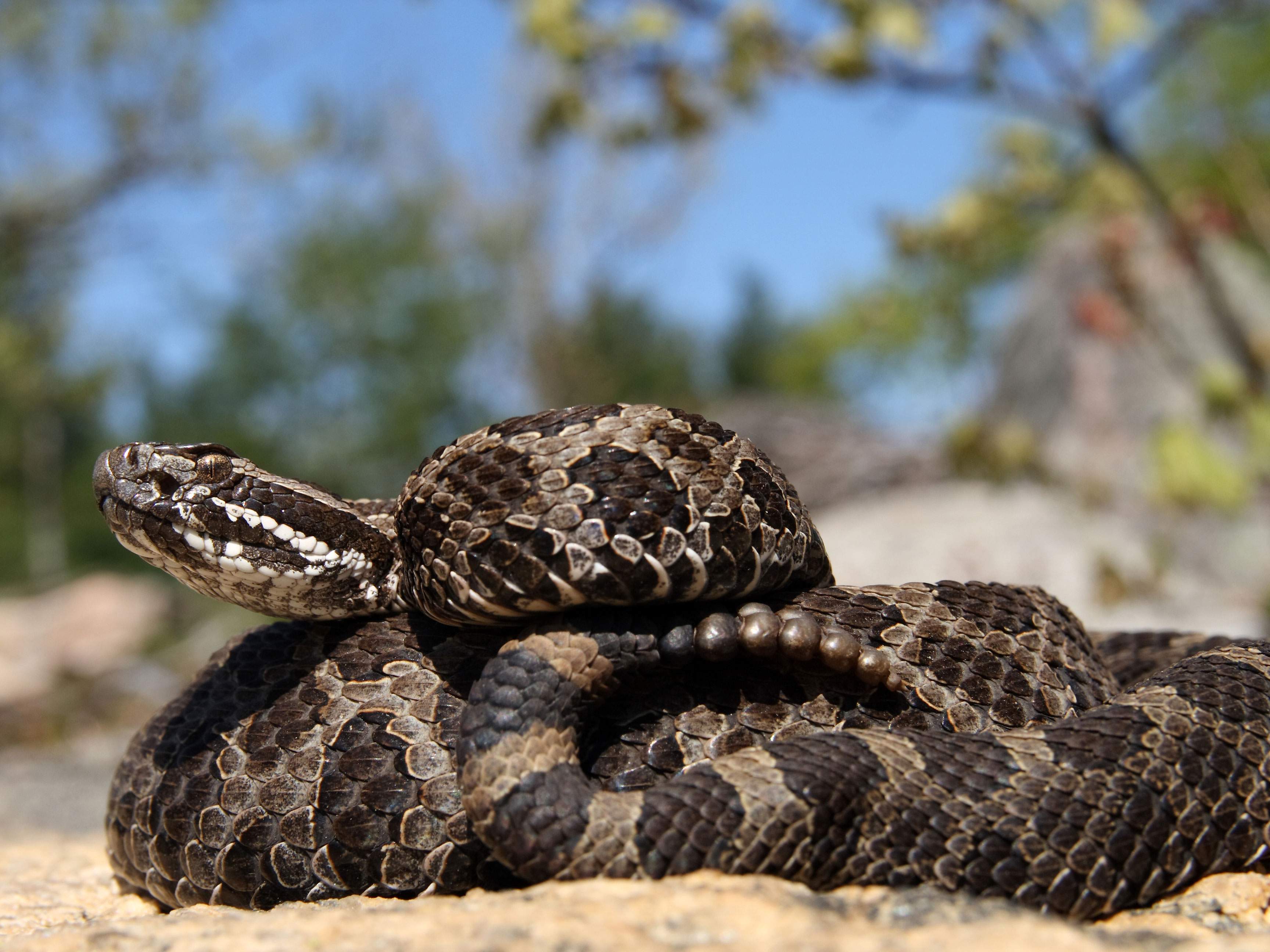 An eastern massasauga coiled up on a trail.