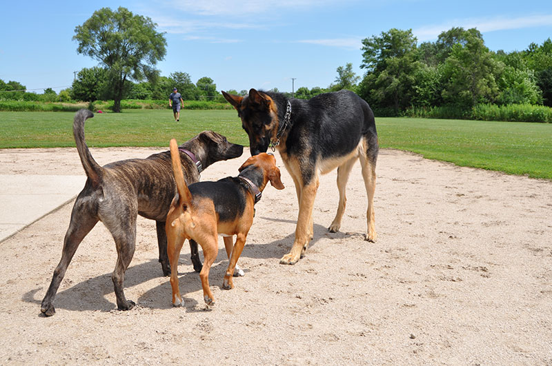 Photo for: Beyond the Rules: A Guide to Dog Park Etiquette