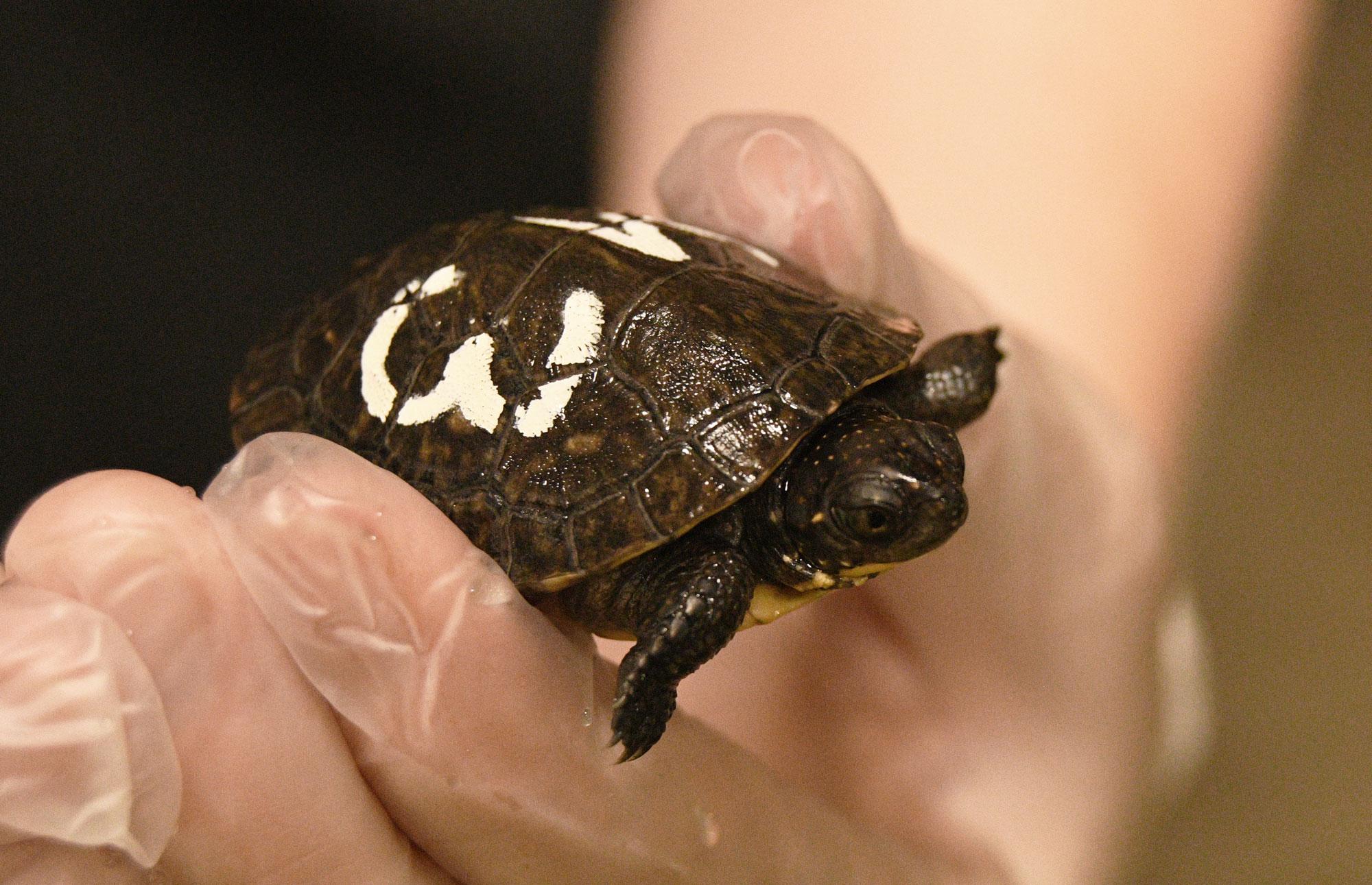 Photo for: Turtle Hit by Car in Morris Lives on Through Hatchlings