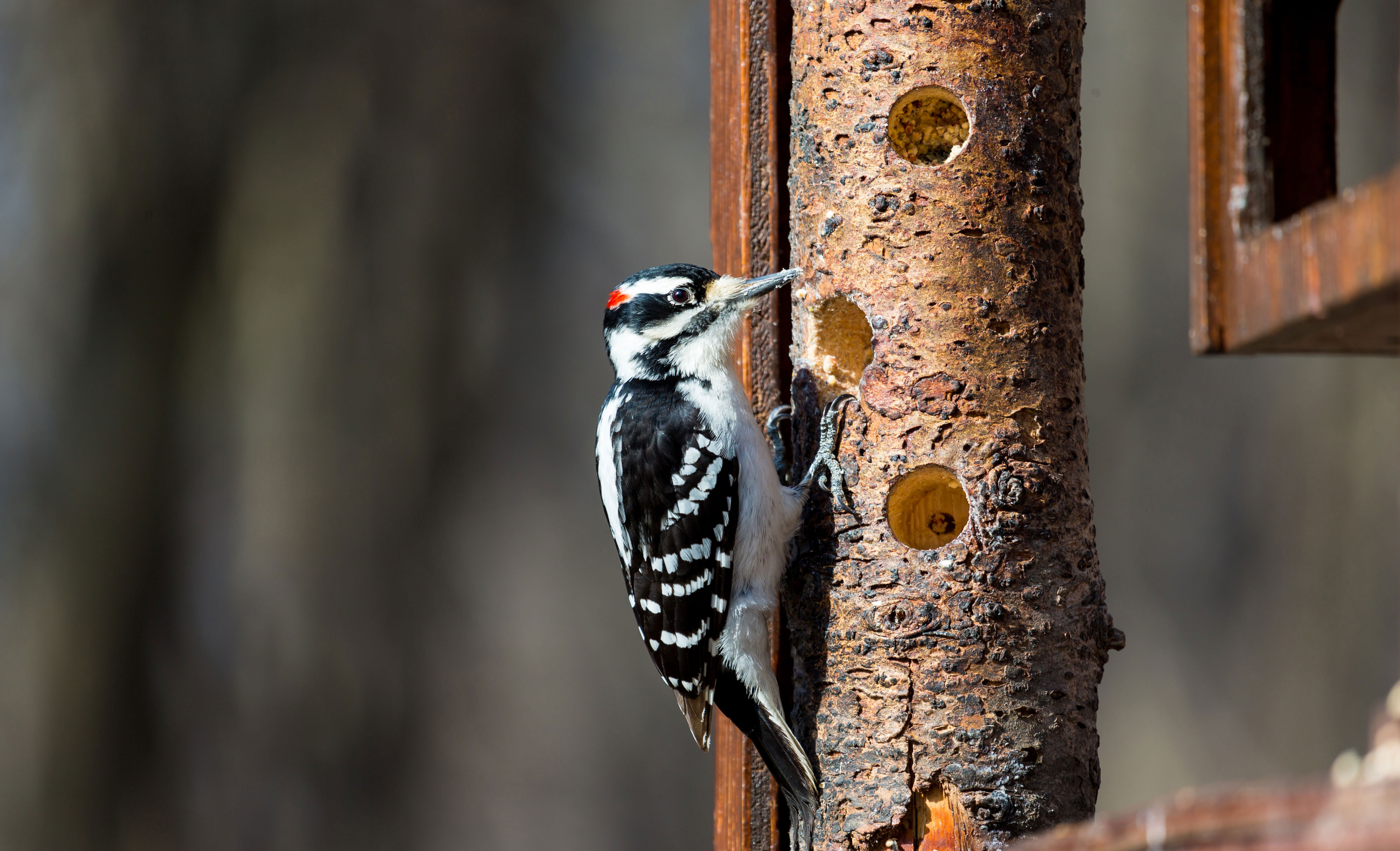 A hairy woodpecker on tree bark.