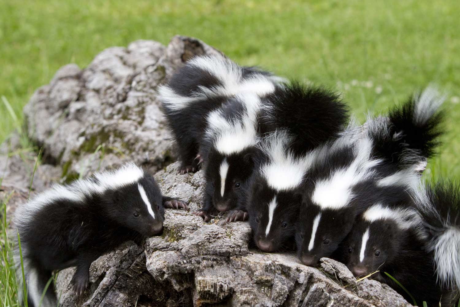 Five baby skunks on a fallen log in the grass.