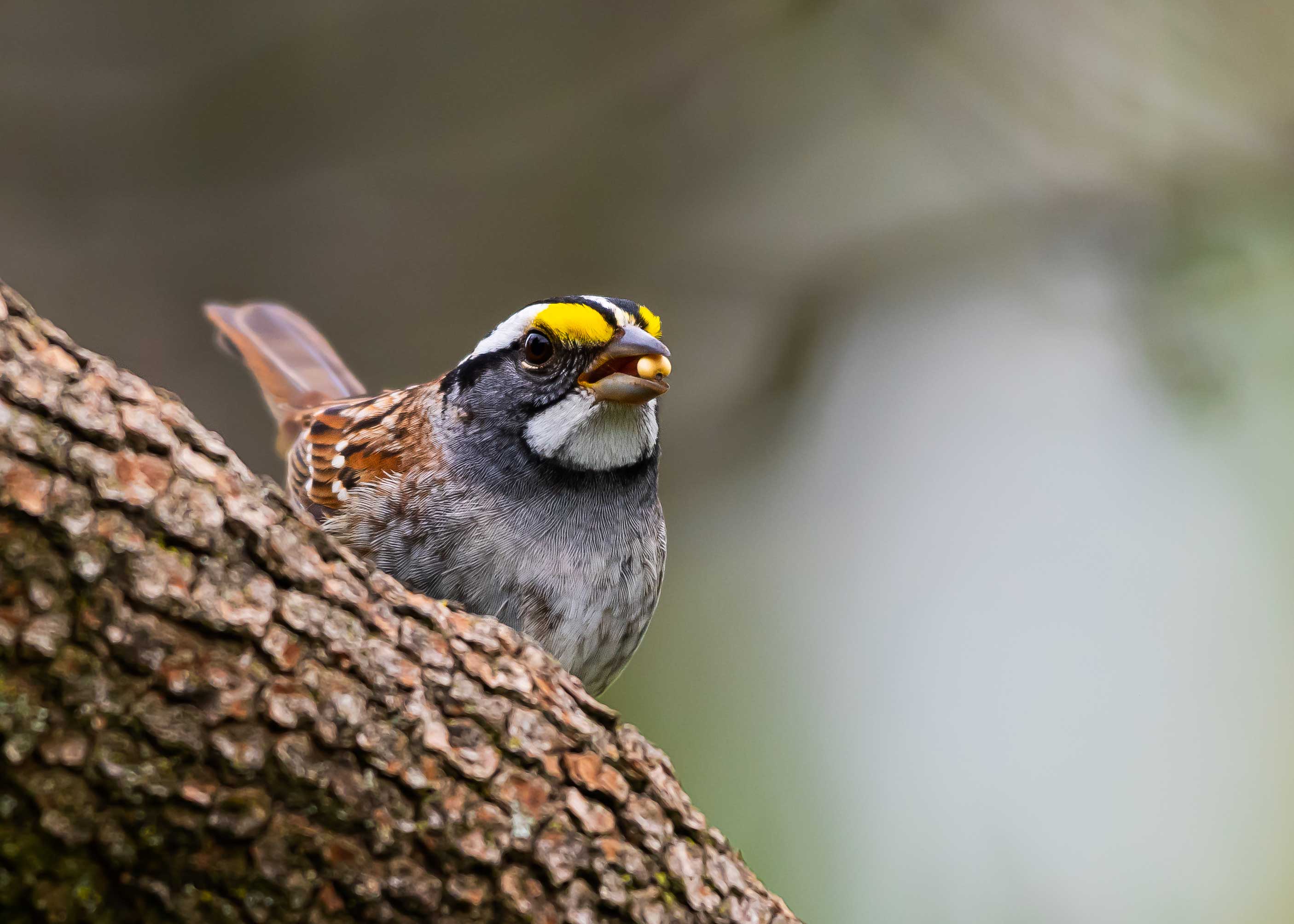 A white-throated sparrow on a branch.