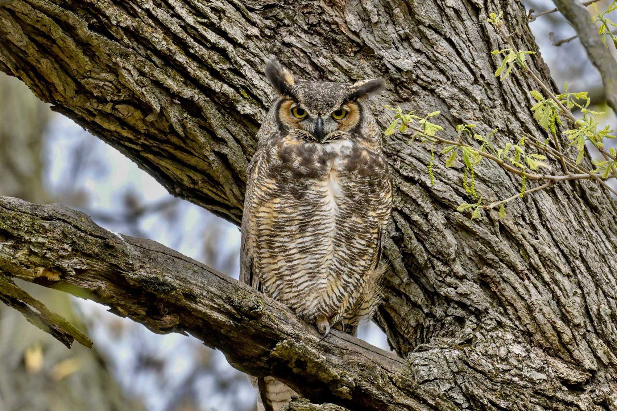 Great horned owl perched on a tree in the background.