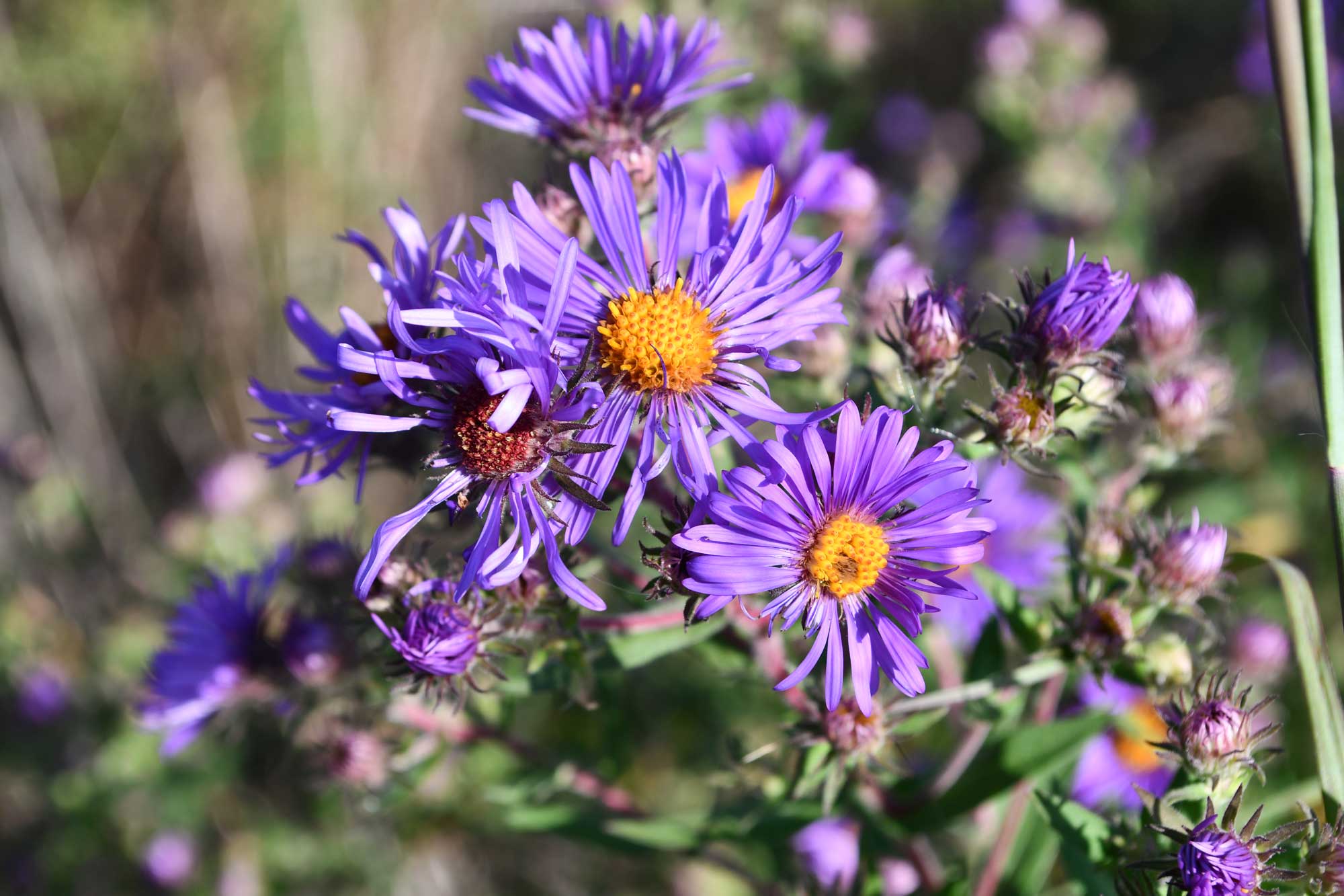New England aster growing with purple flower petals.