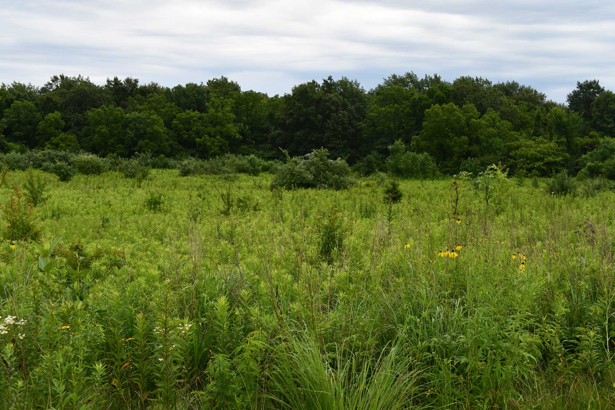 Field of vegetation with trees in the background.