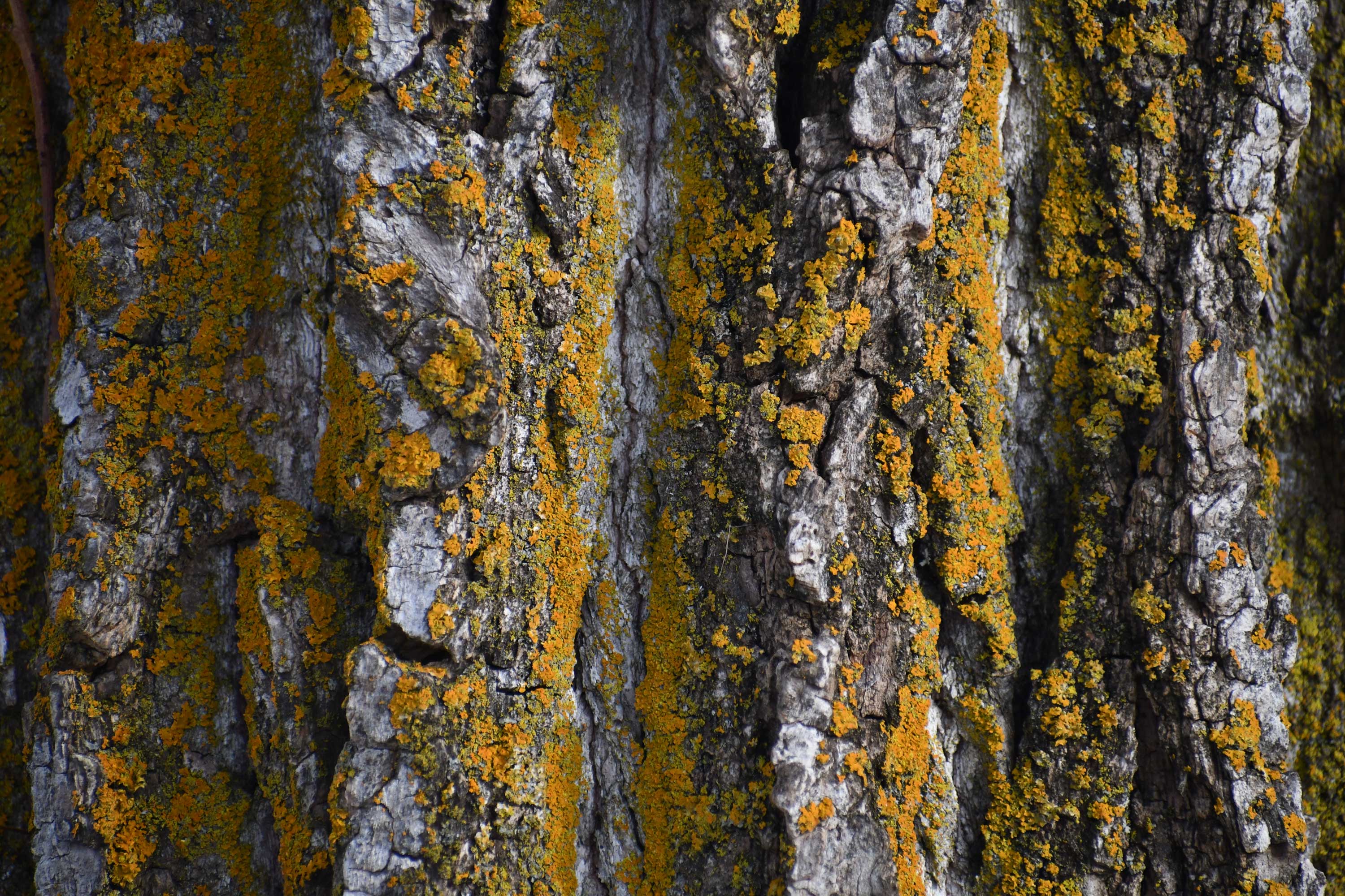 Lichen-Rock-Run-Anthony-Schalk-January-2025-web.jpg