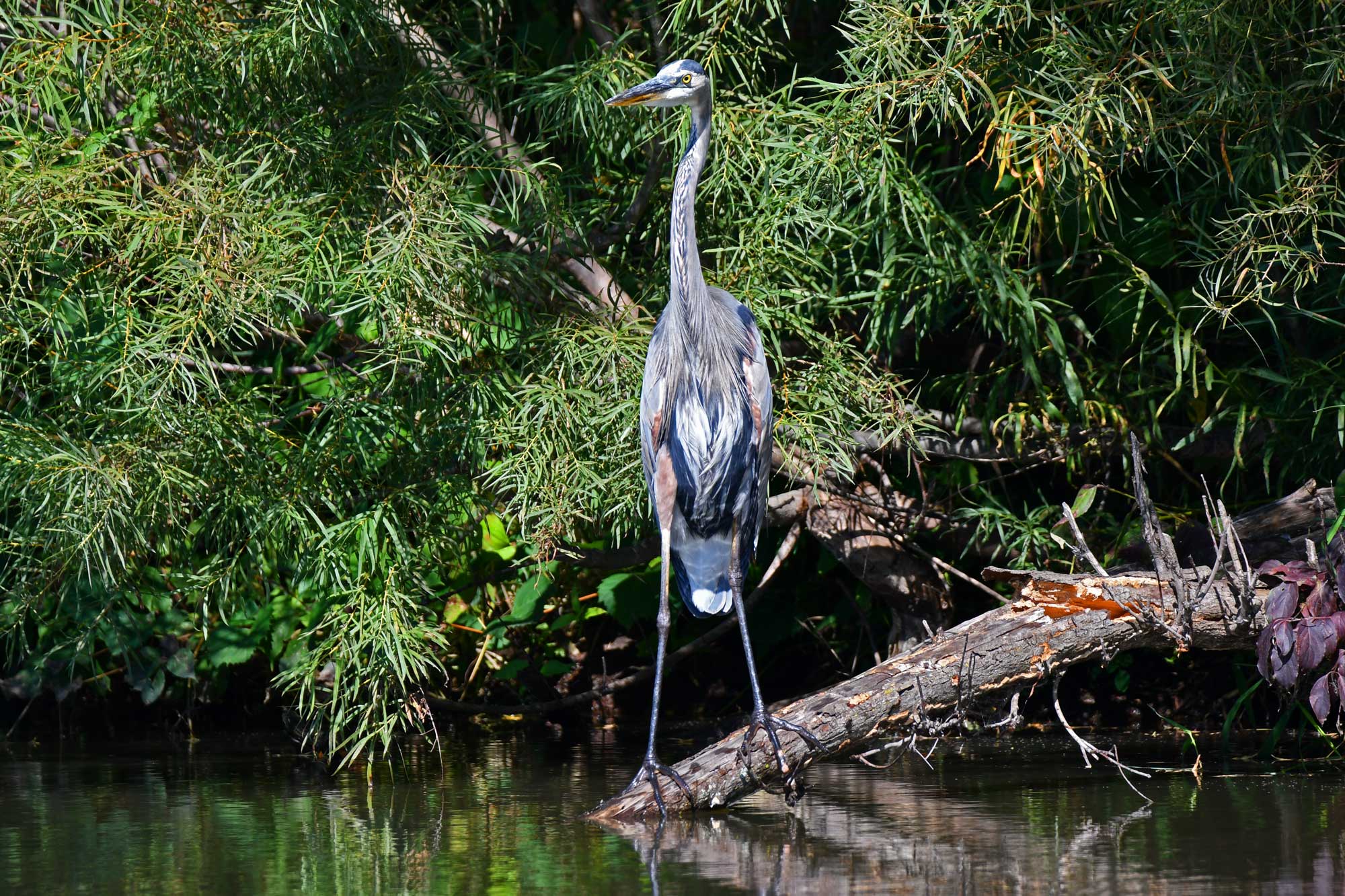 Great blue heron standing on a fallen tree with vegetation in the background.