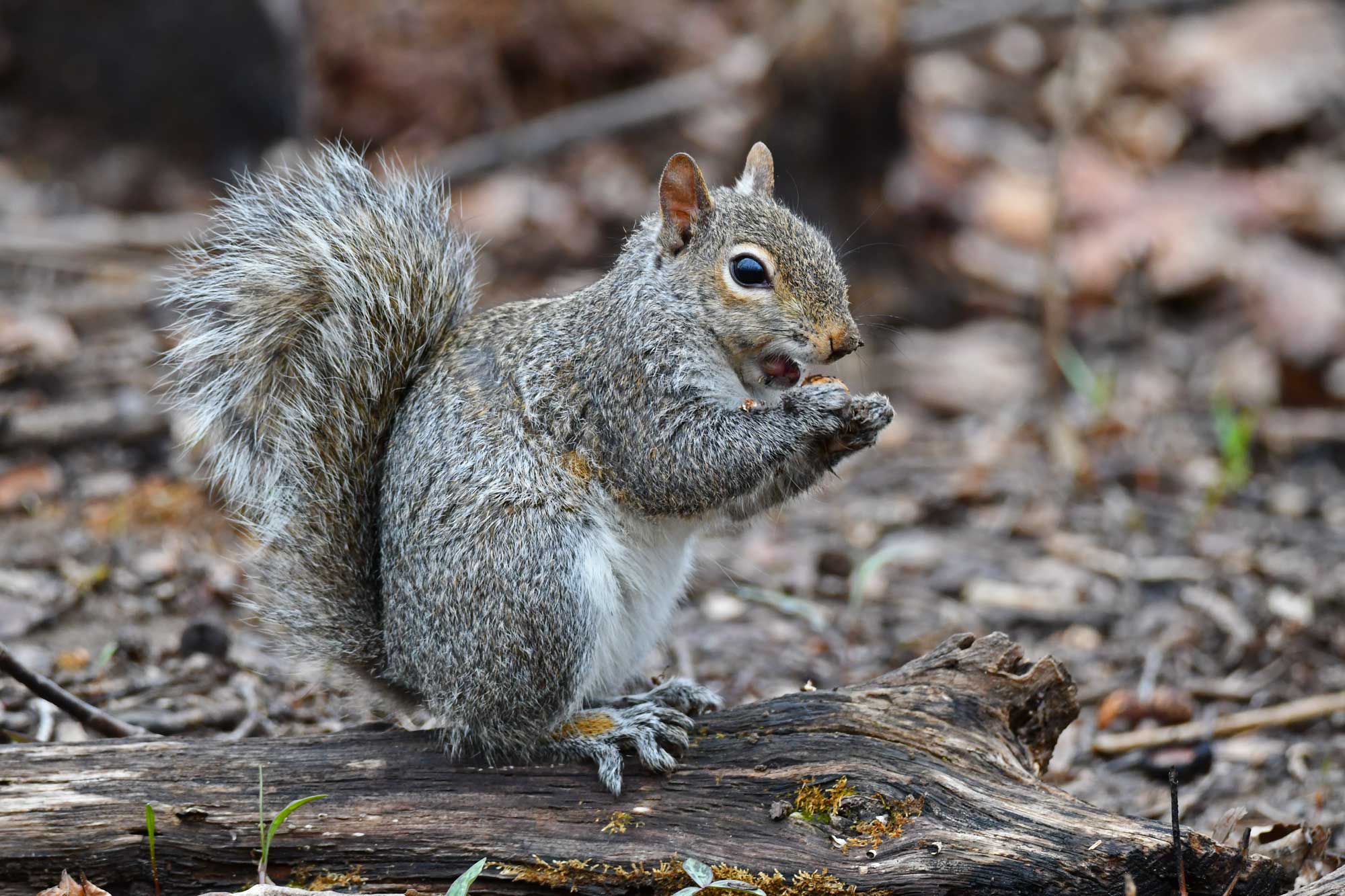 Eastern gray squirrel standing on a log while eating food.